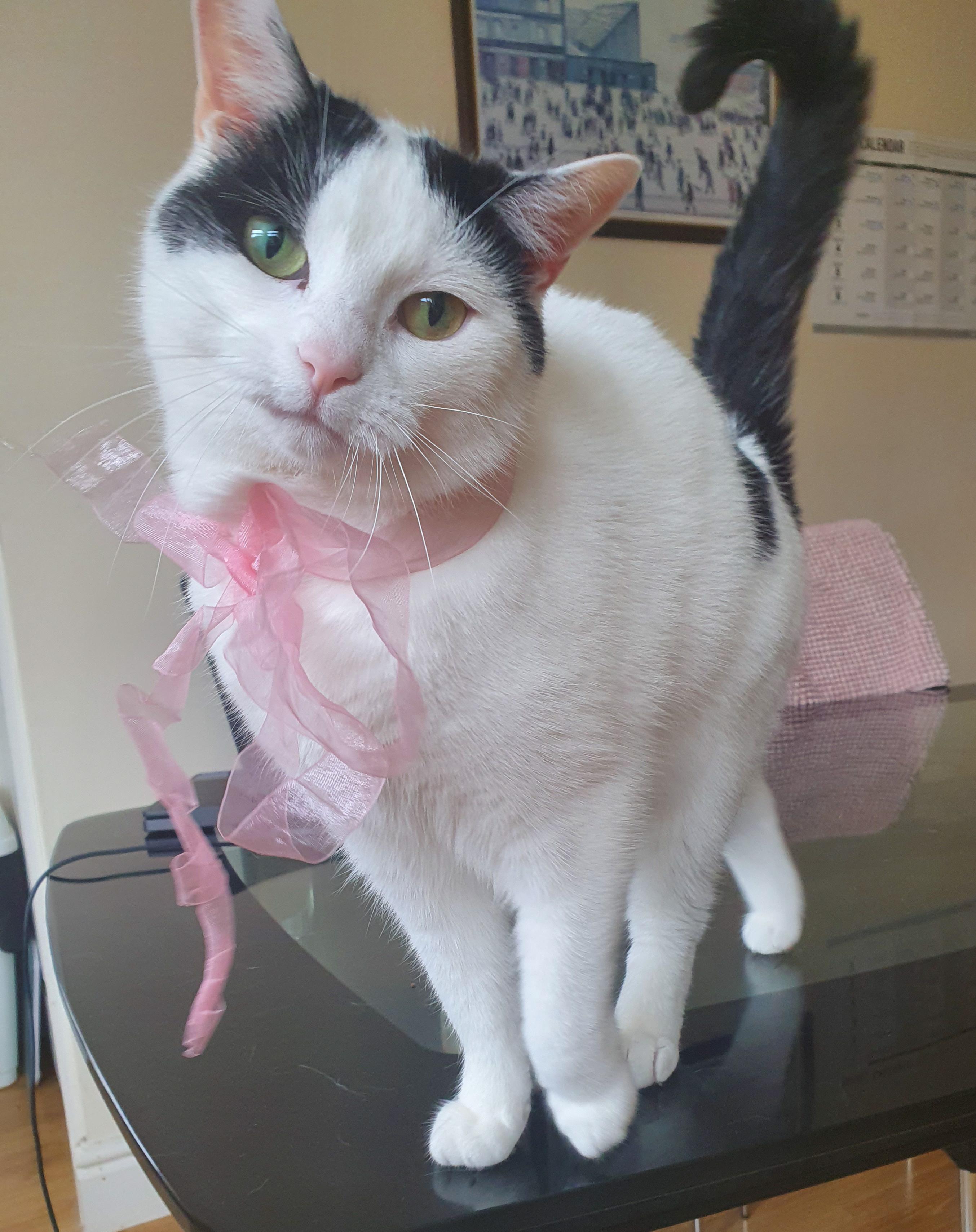Threw a pink ribbon on and she just went with it 😂 r/aww