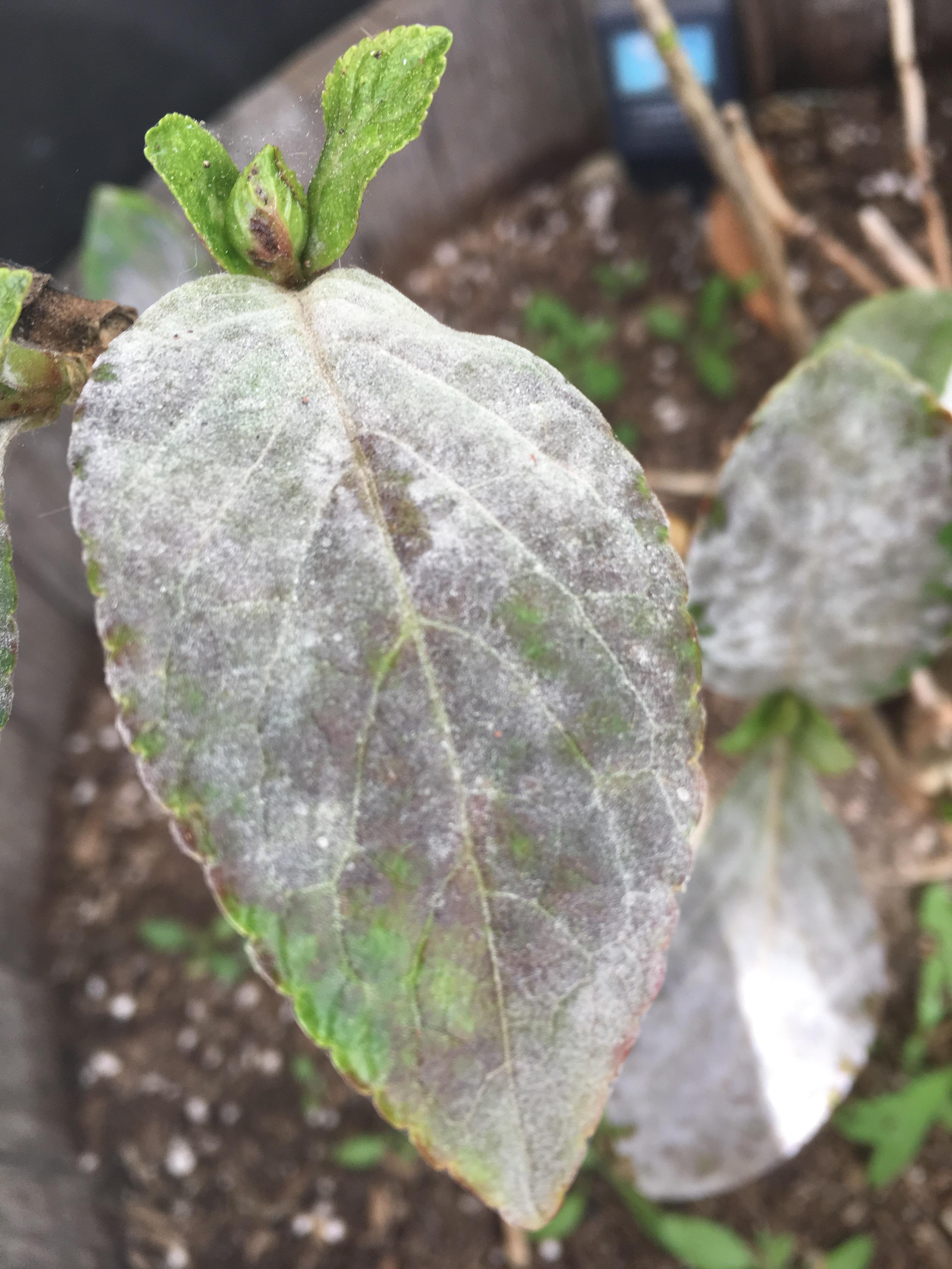 Can you help me identify what's taking over my hydrangea leaves and how