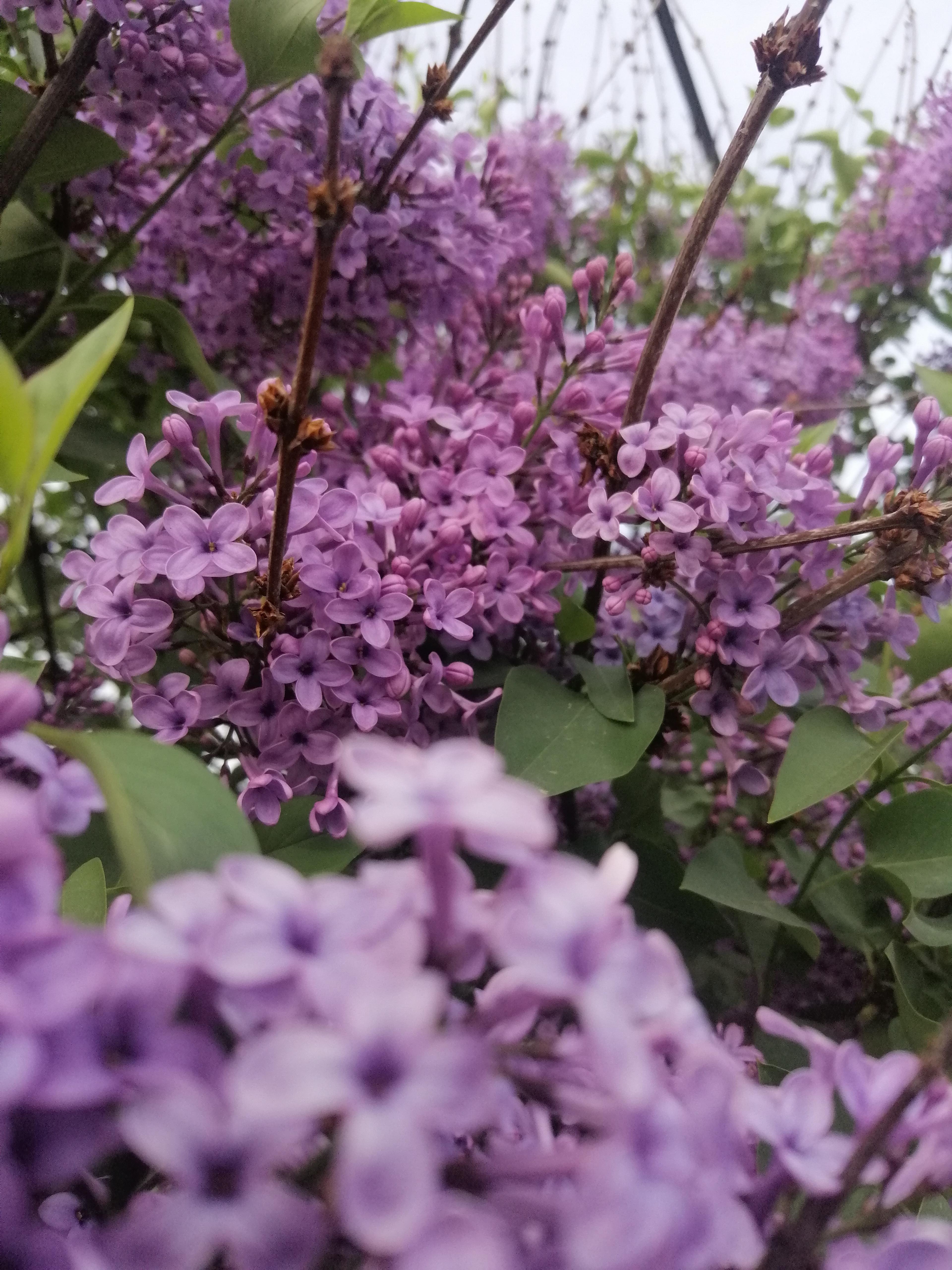 Lilac in april. One of the most beautiful smells r/gardening
