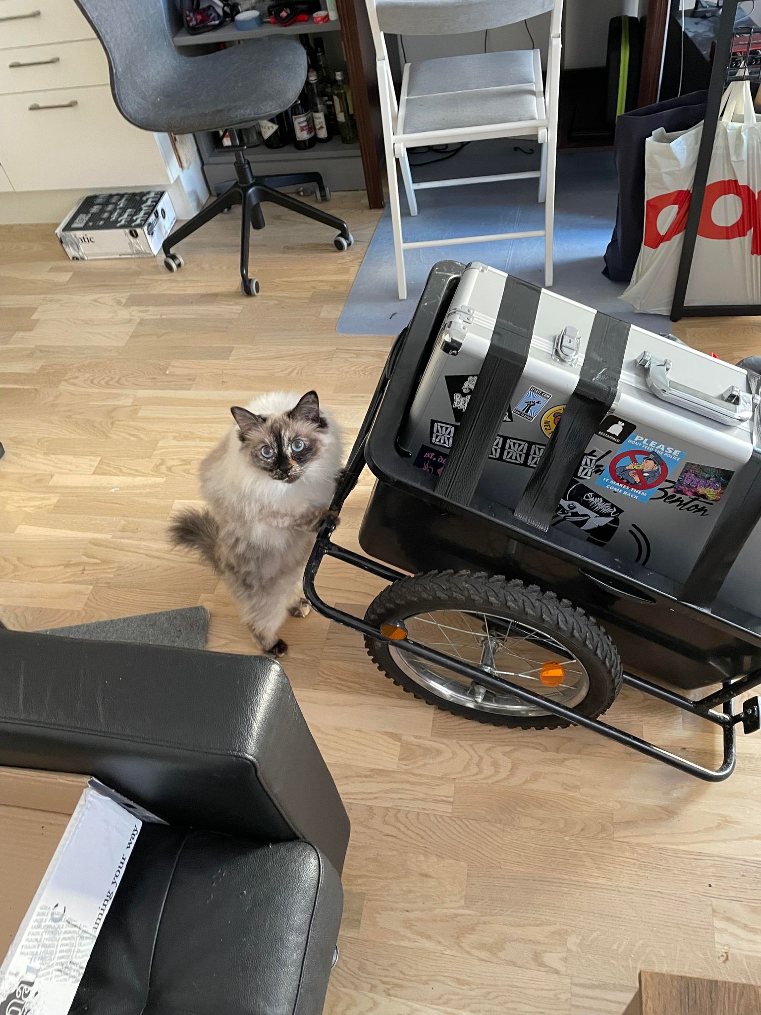 My cat is eating her fur, what do? r/CatAdvice