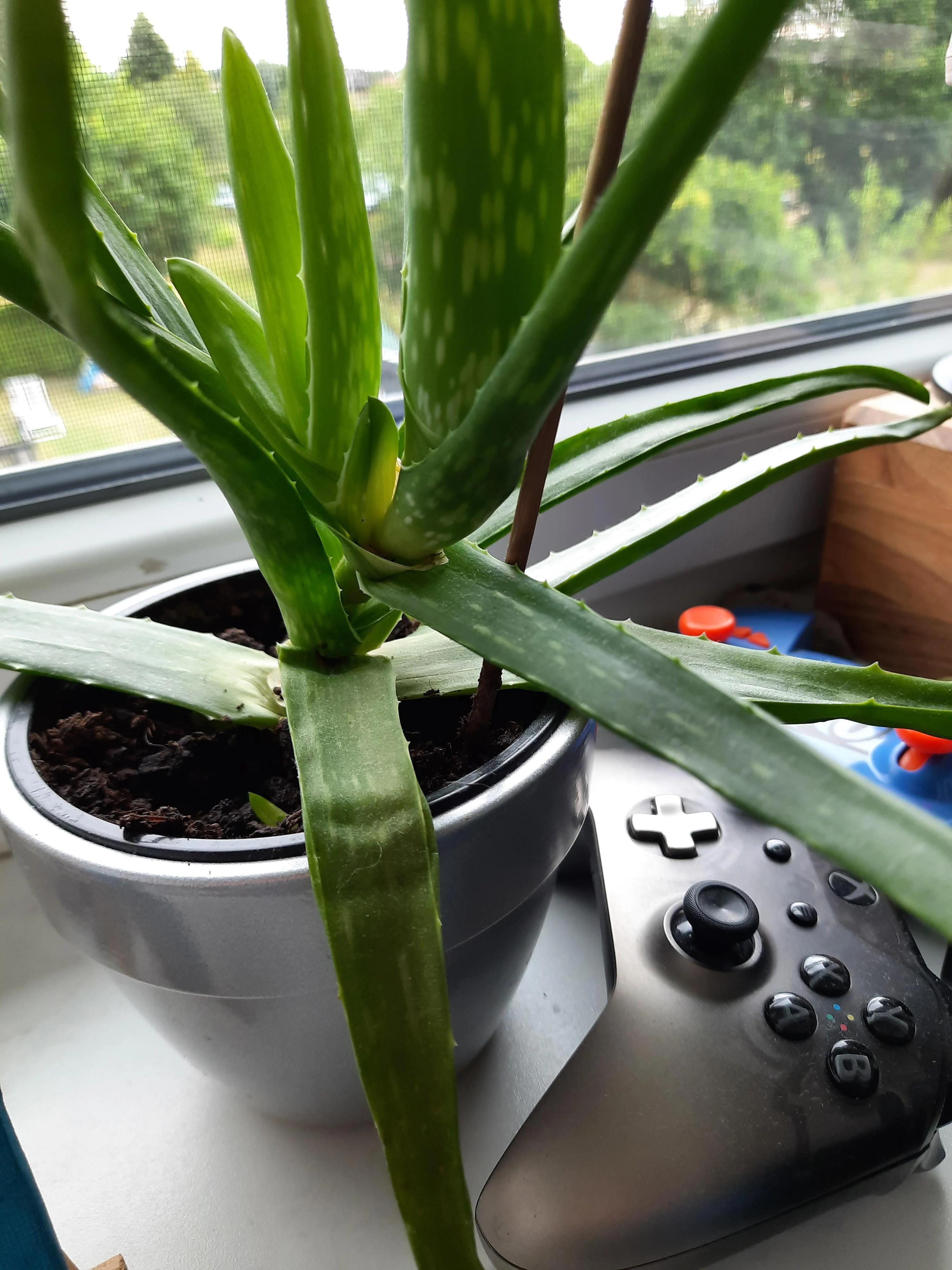 why does my Aloe Vera looks so weird? r/houseplants