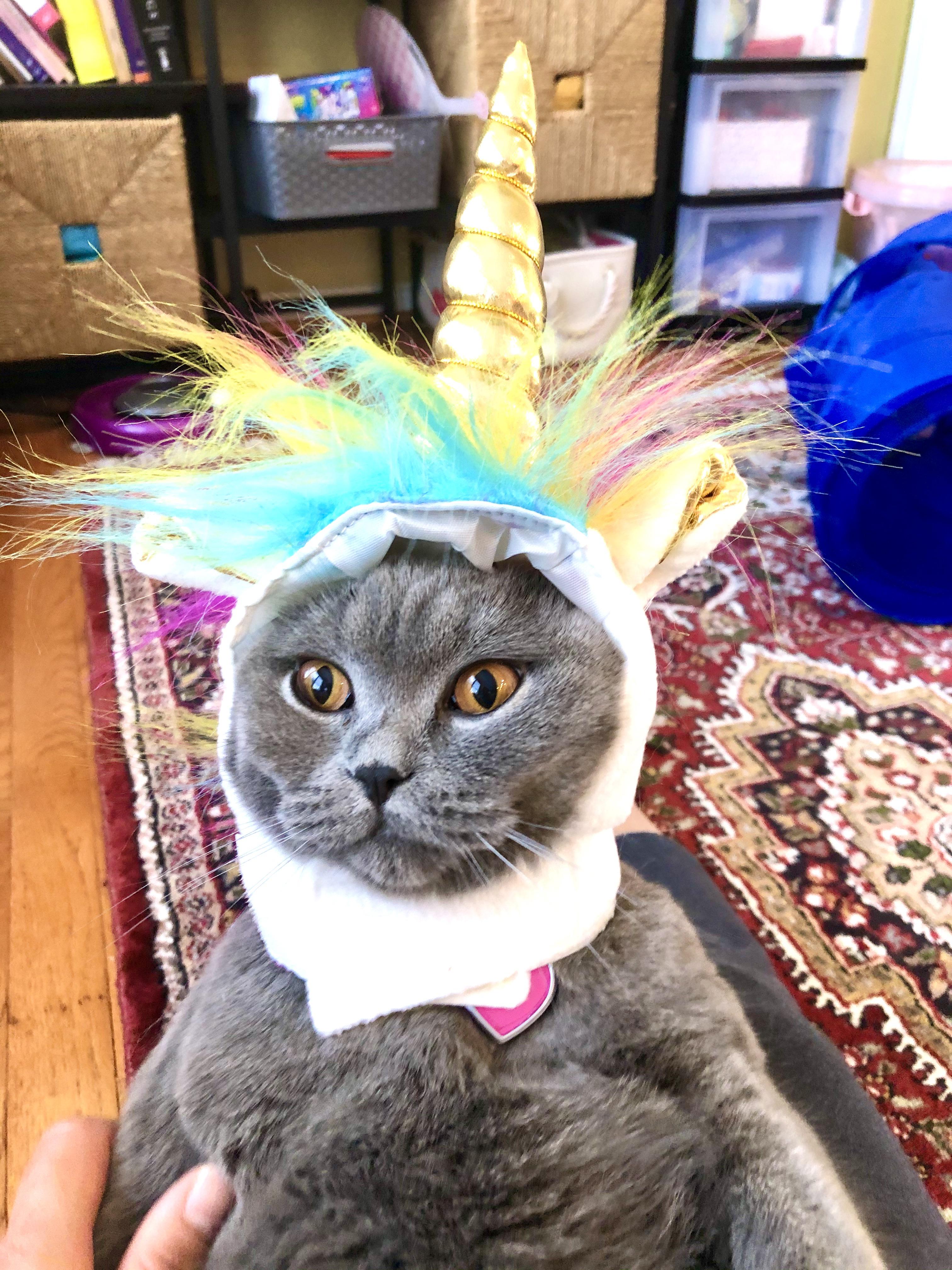 Someone is pooping in my shoes tonight. r/cats