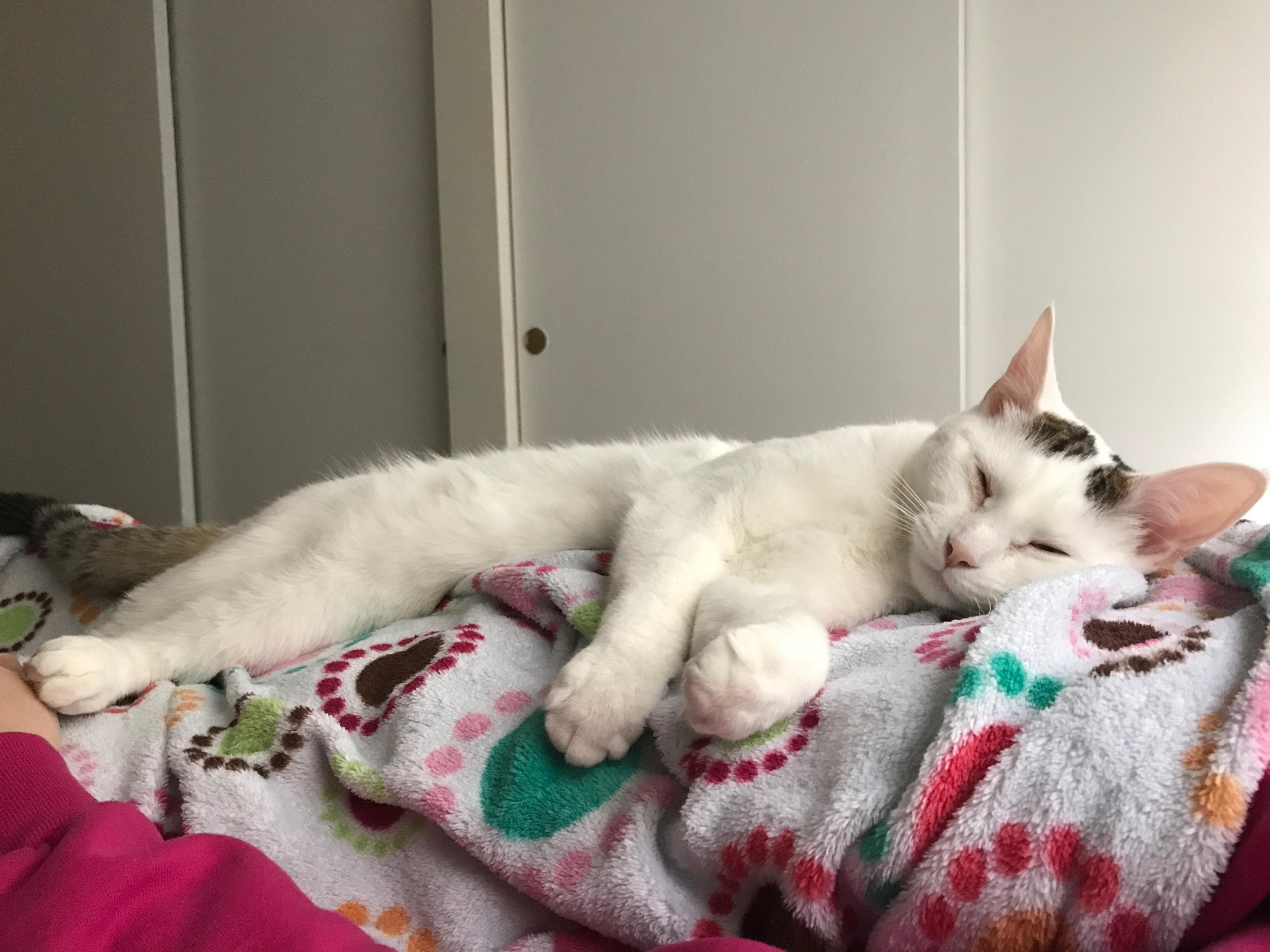 He sleeps on my stomach when we binge Netflix r/cats