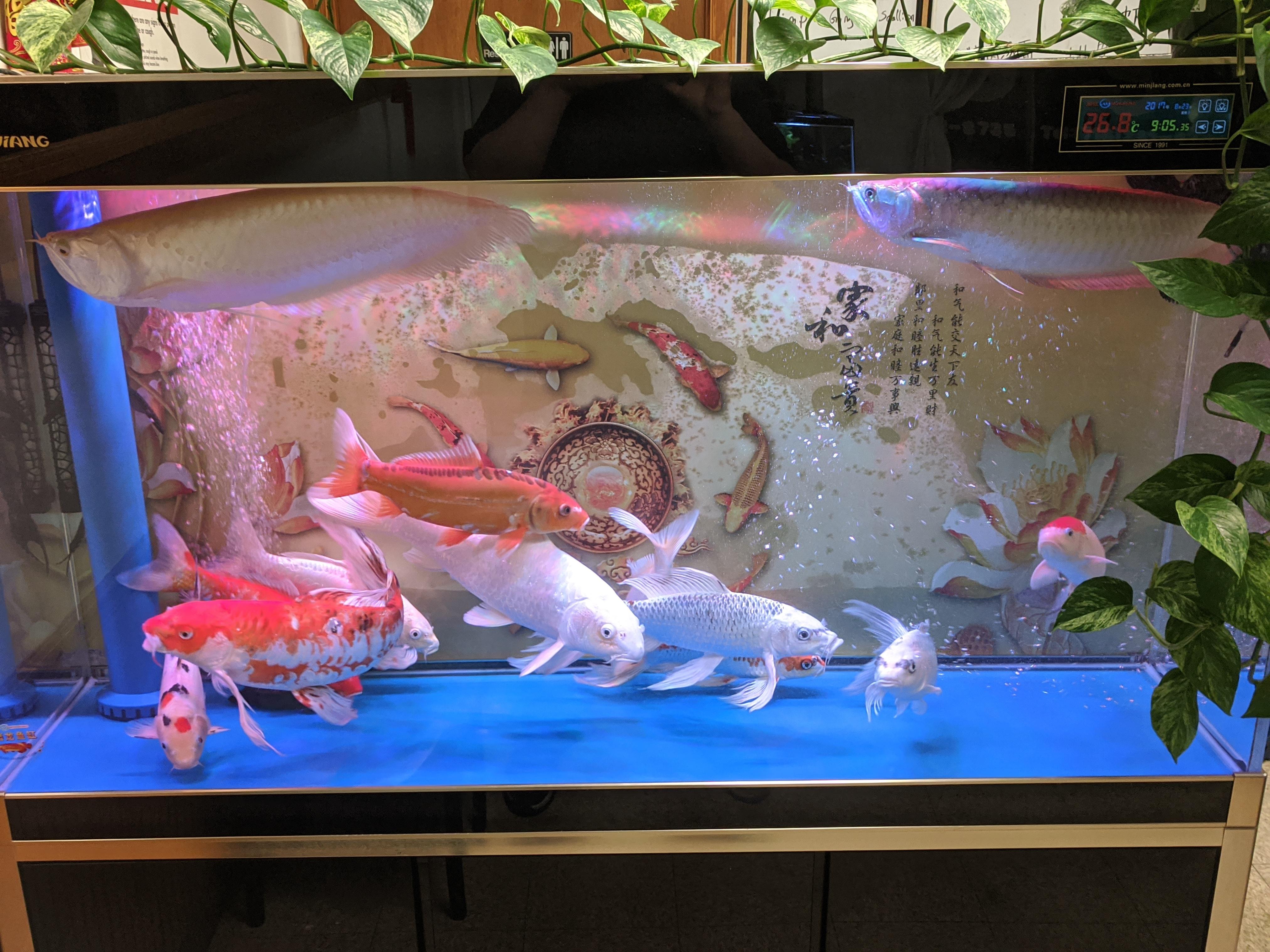 Tank at a local Chinese food place super overcrowded tank r
