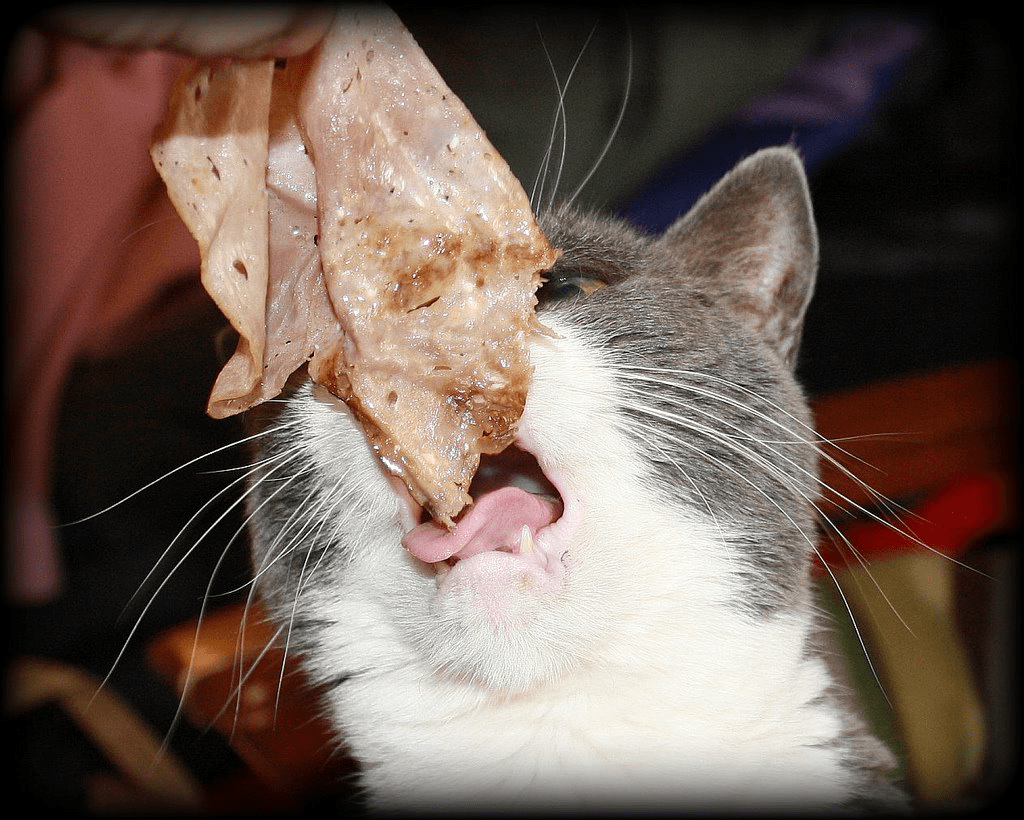 My friend's cat "Ed" loves Arby's roast beef. pics