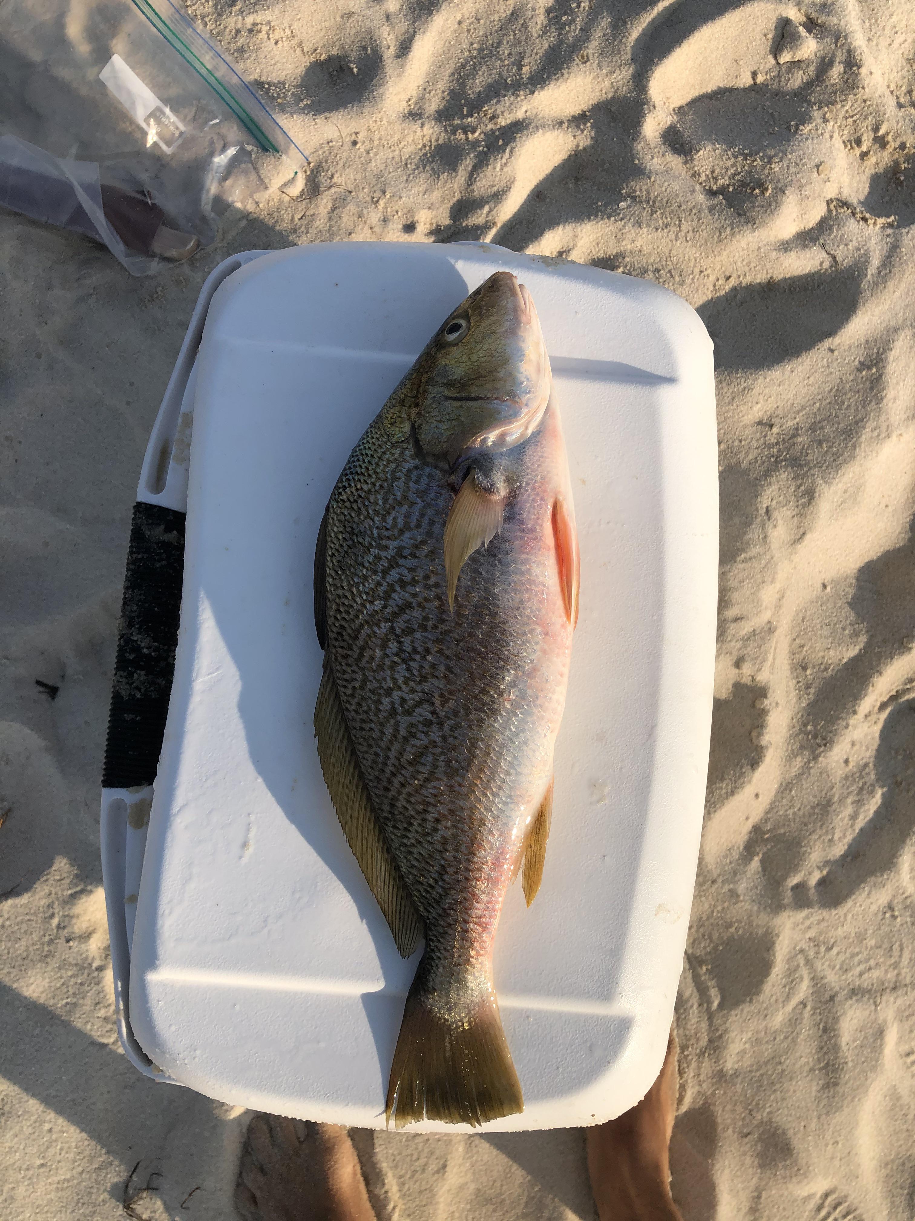 What kind of fish is this? Caught off the beach in the Florida Gulf r