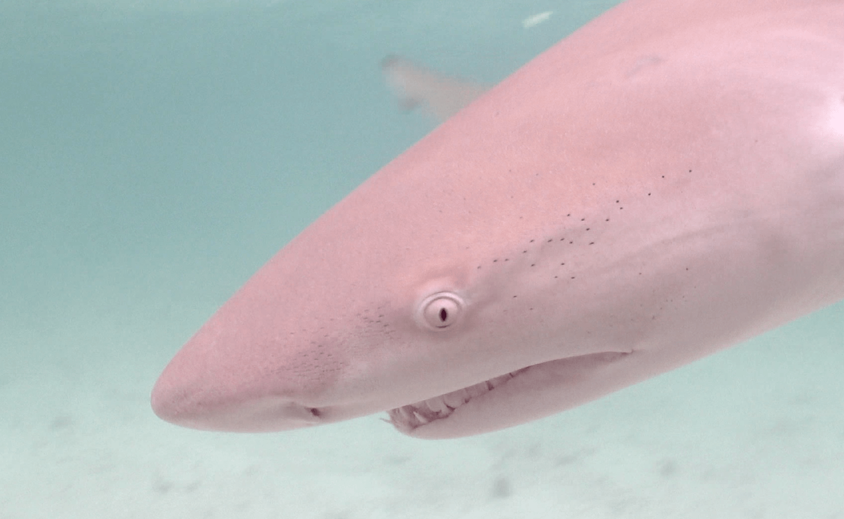 The eye of the Lemon Shark r/sharks