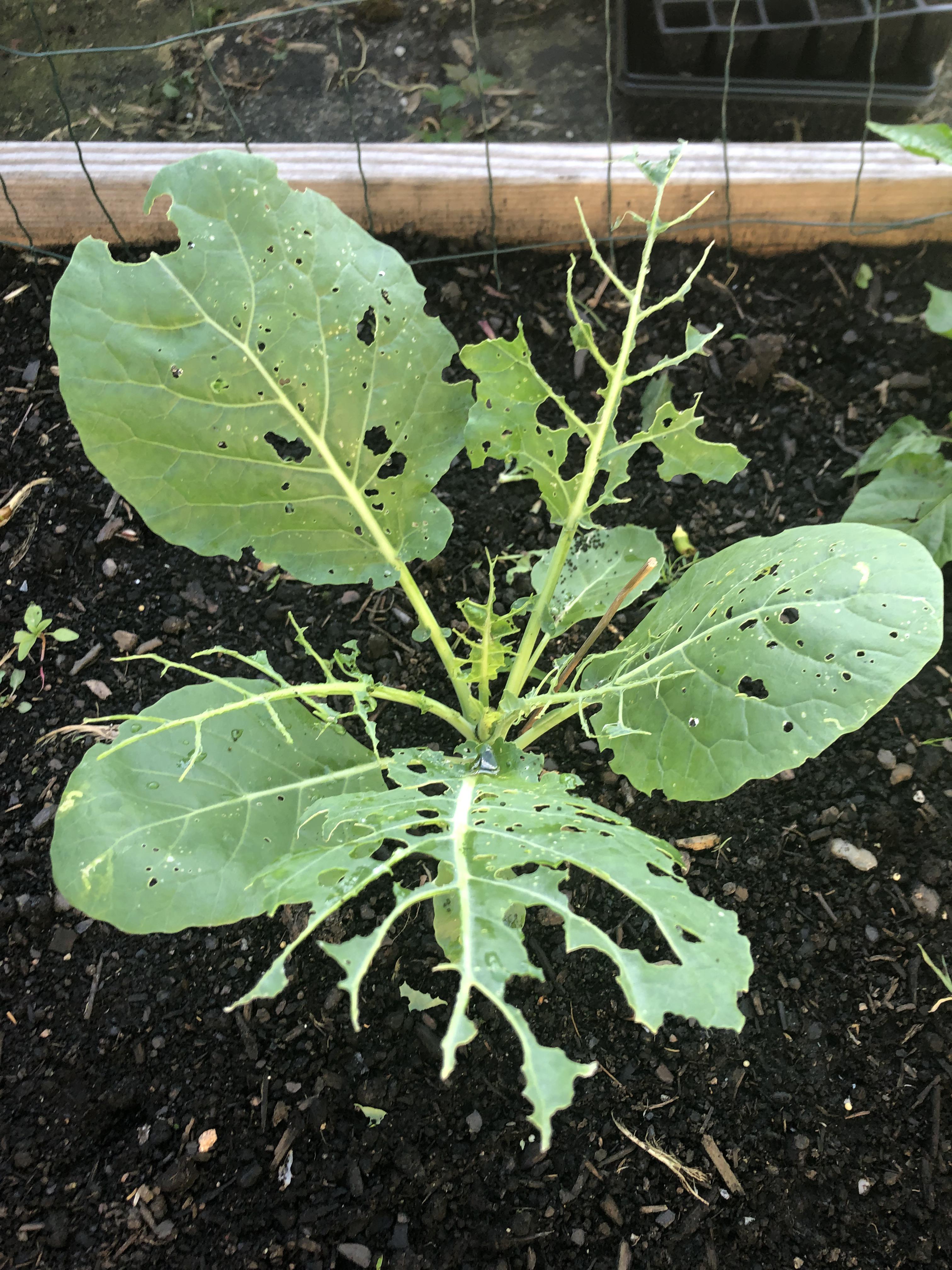 Little green worms are destroying my collard greens. How can fight back