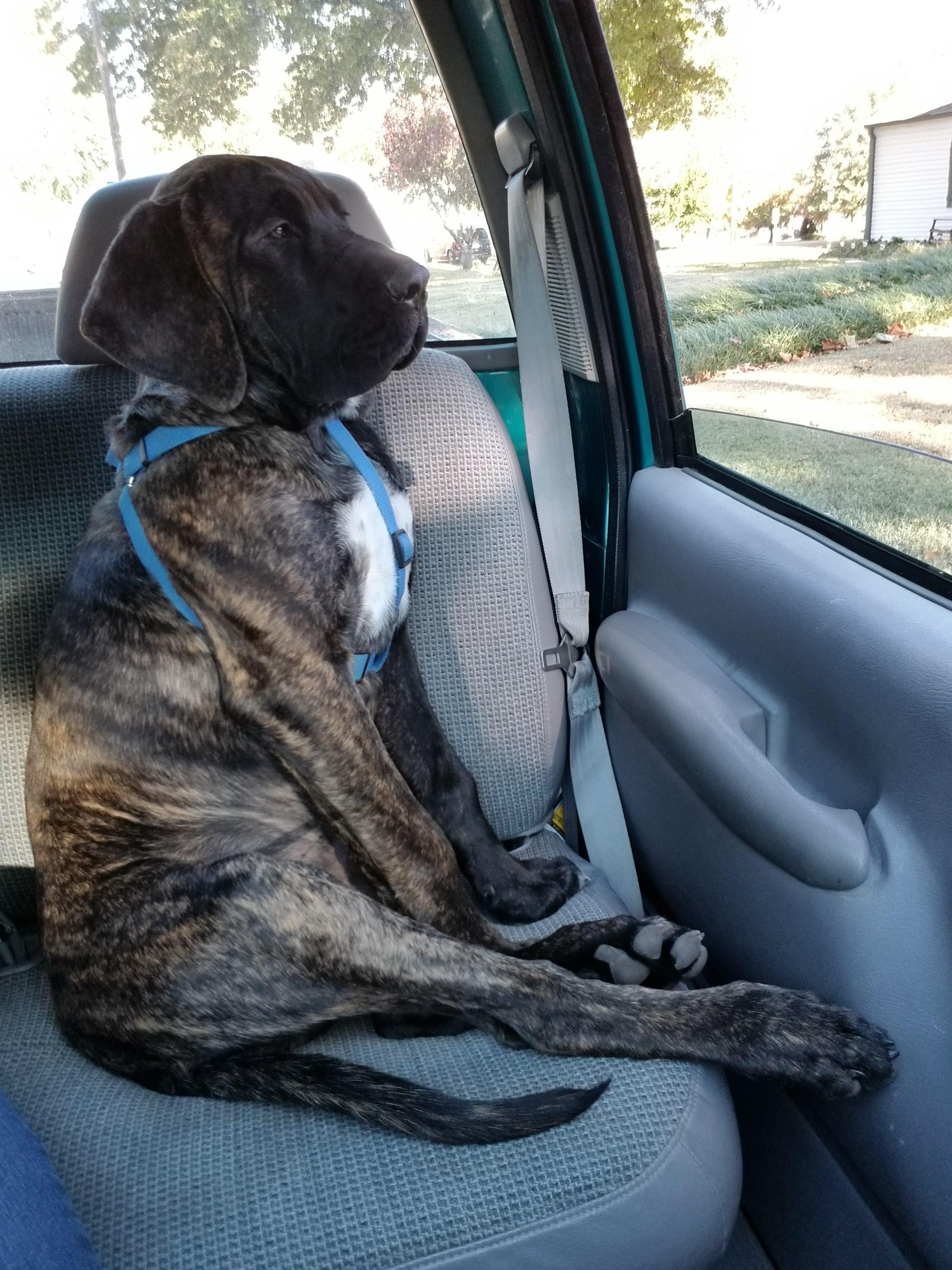 Neck rolls r/Mastiff