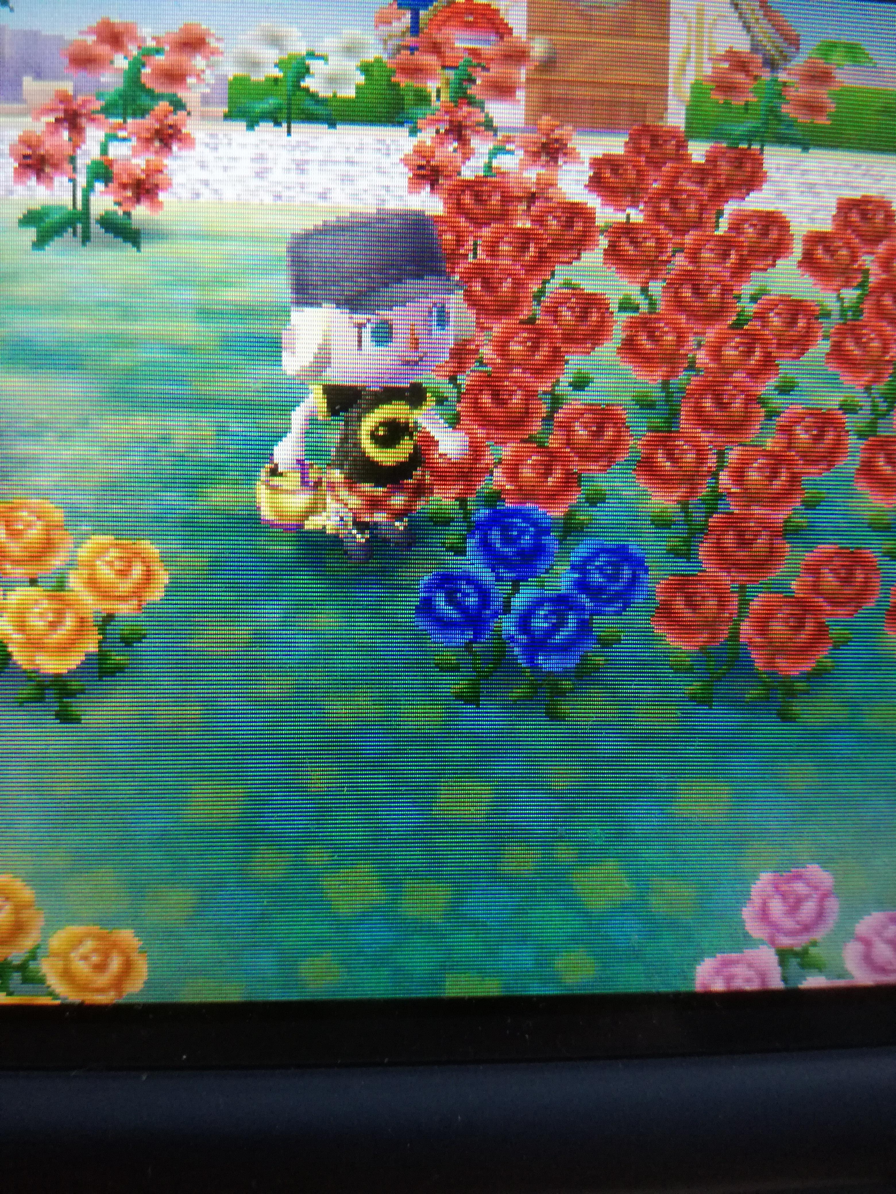 1440 best Blue Rose images on Pholder Animal Crossing, ACNH Gardening