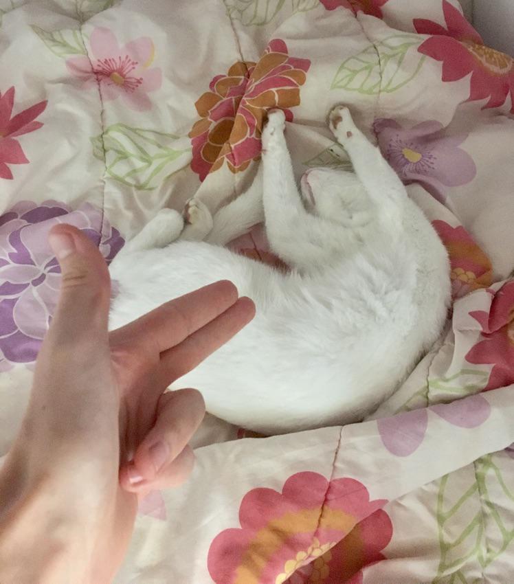 Hands up! r/WhiteCats