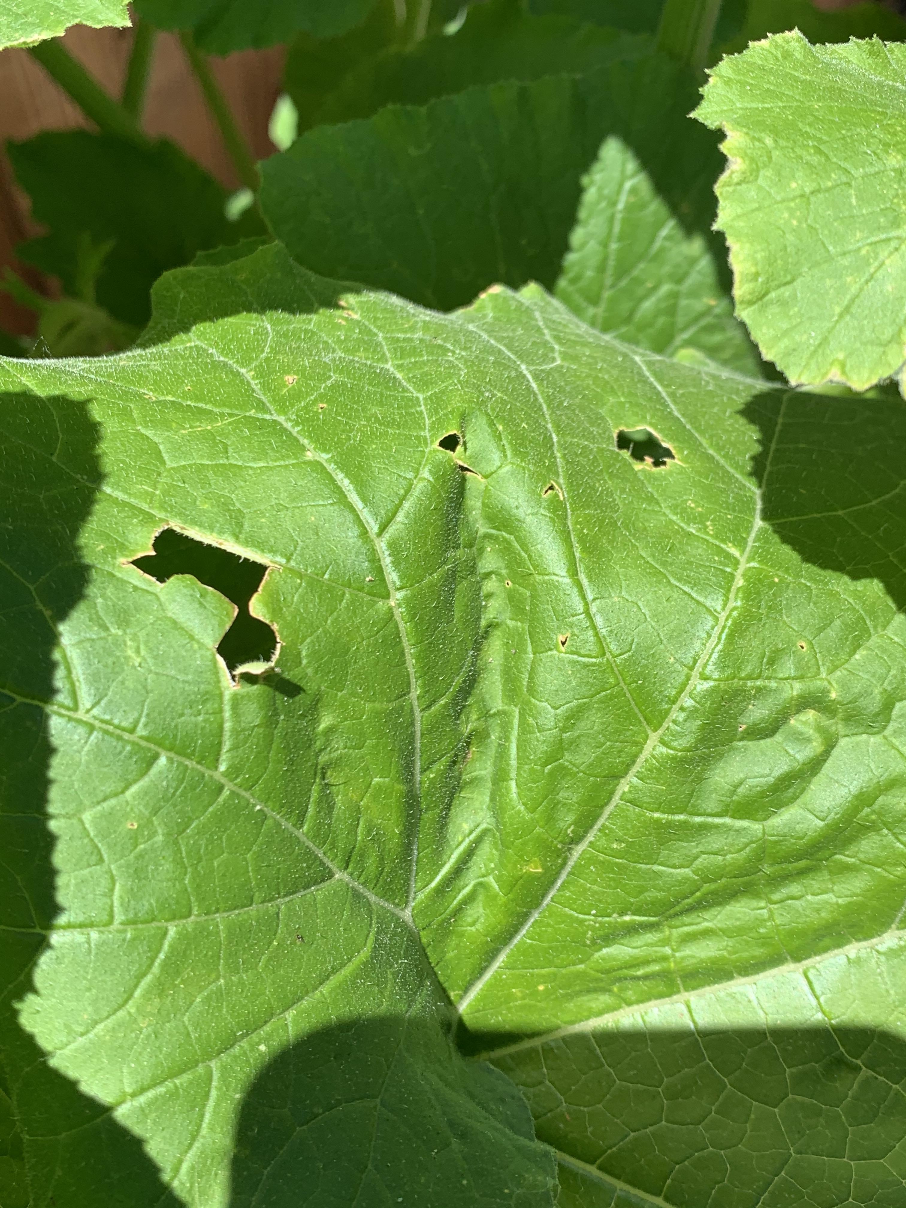 What’s eating my zucchini plant? (More in comments) r/plantclinic