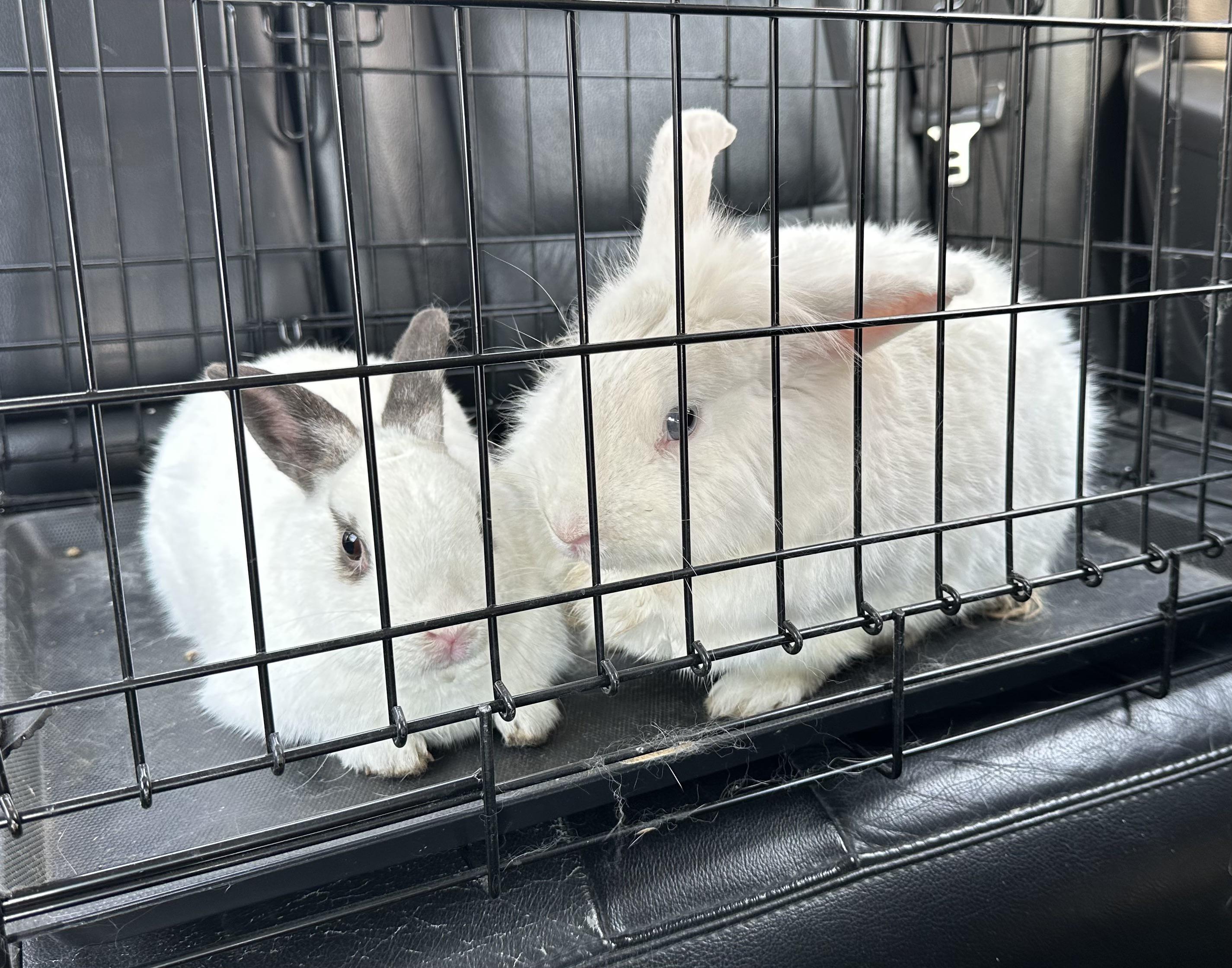 Going to the vet 🐰 r/Rabbits