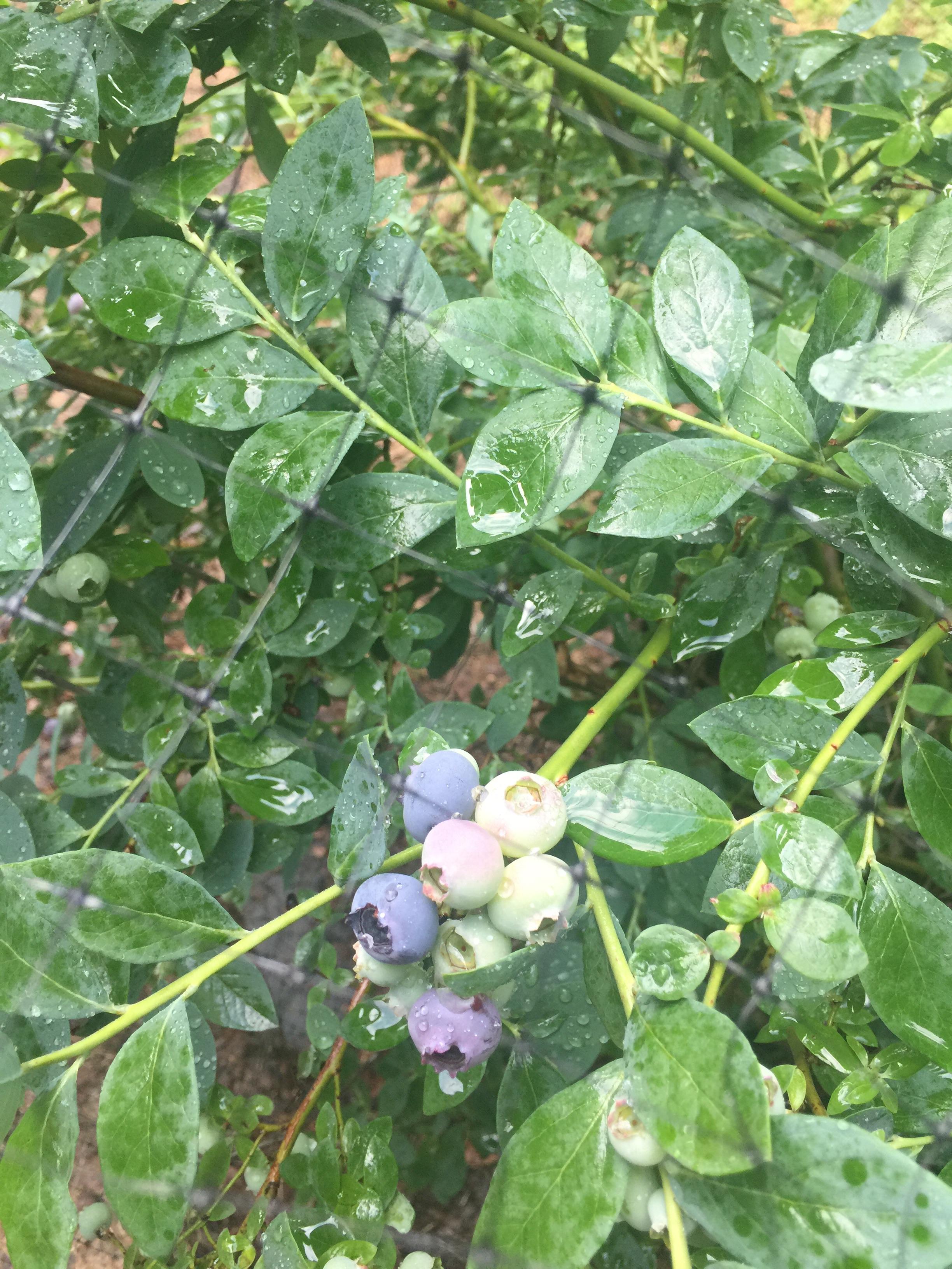 First blueberry plant, not entire sure how to identify when to pick