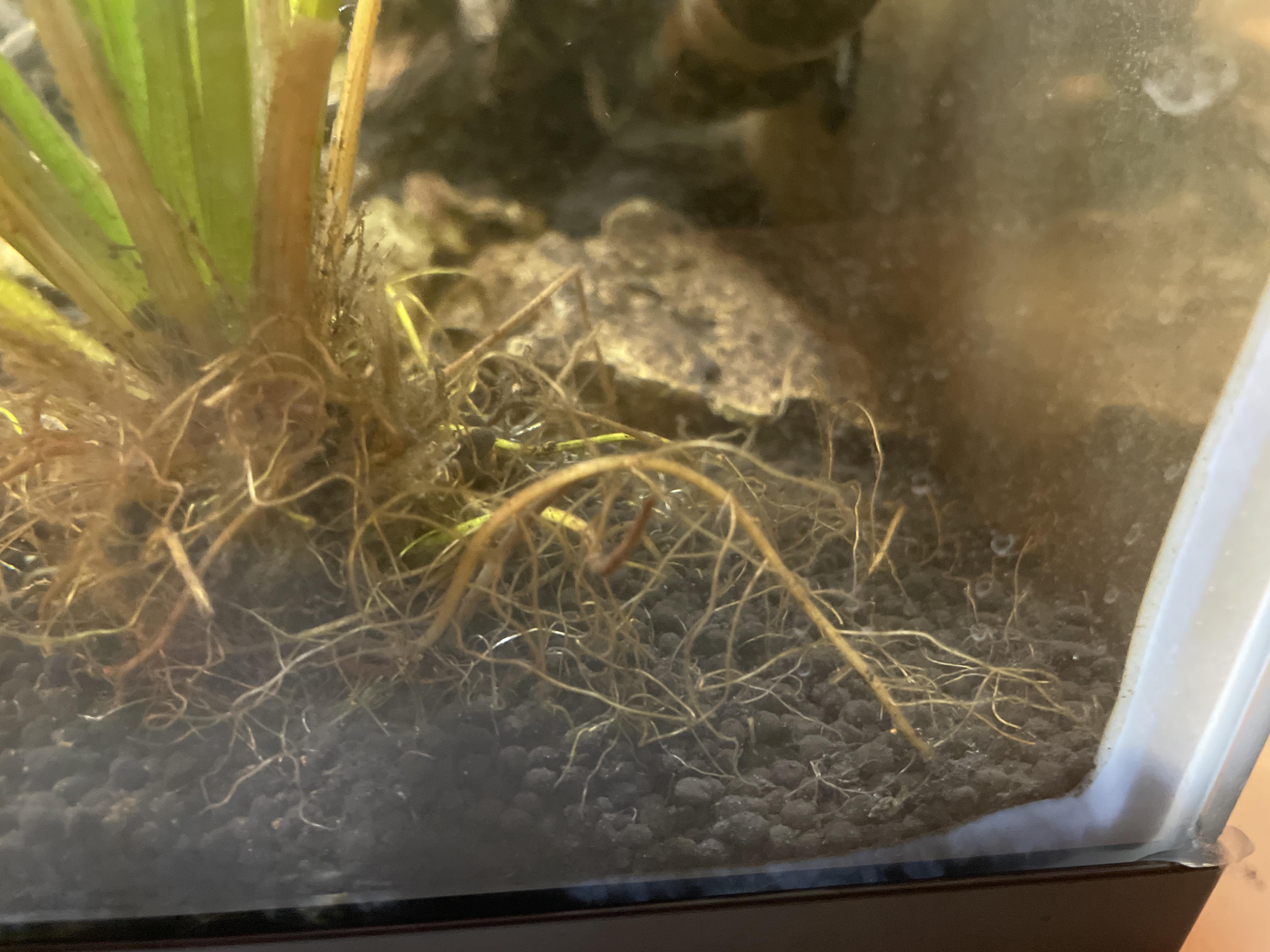Why are my Amazon sword plants roots turning brown? I have them in