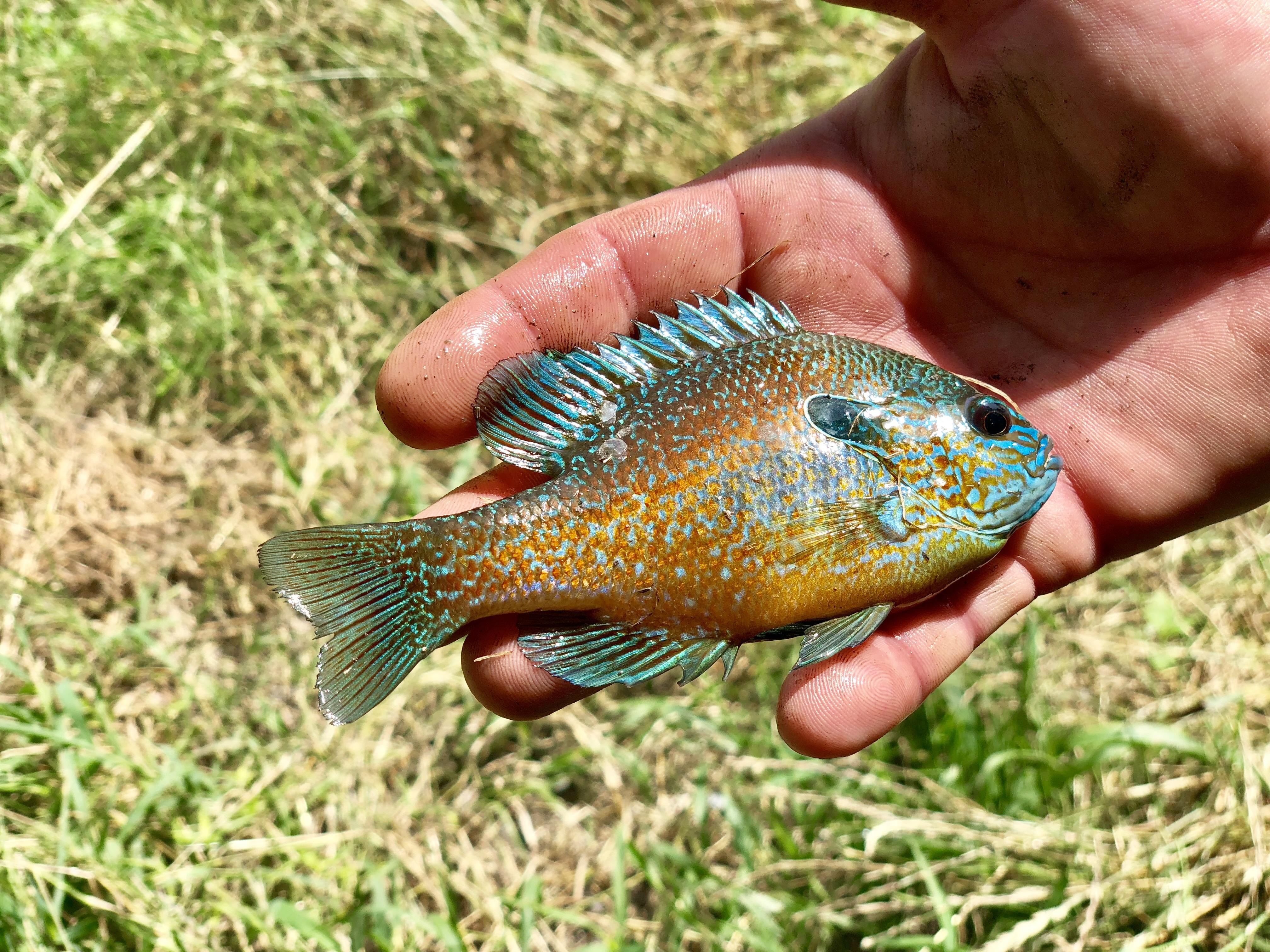 🔥 The colors of this perch I caught today ! r/NatureIsFuckingLit