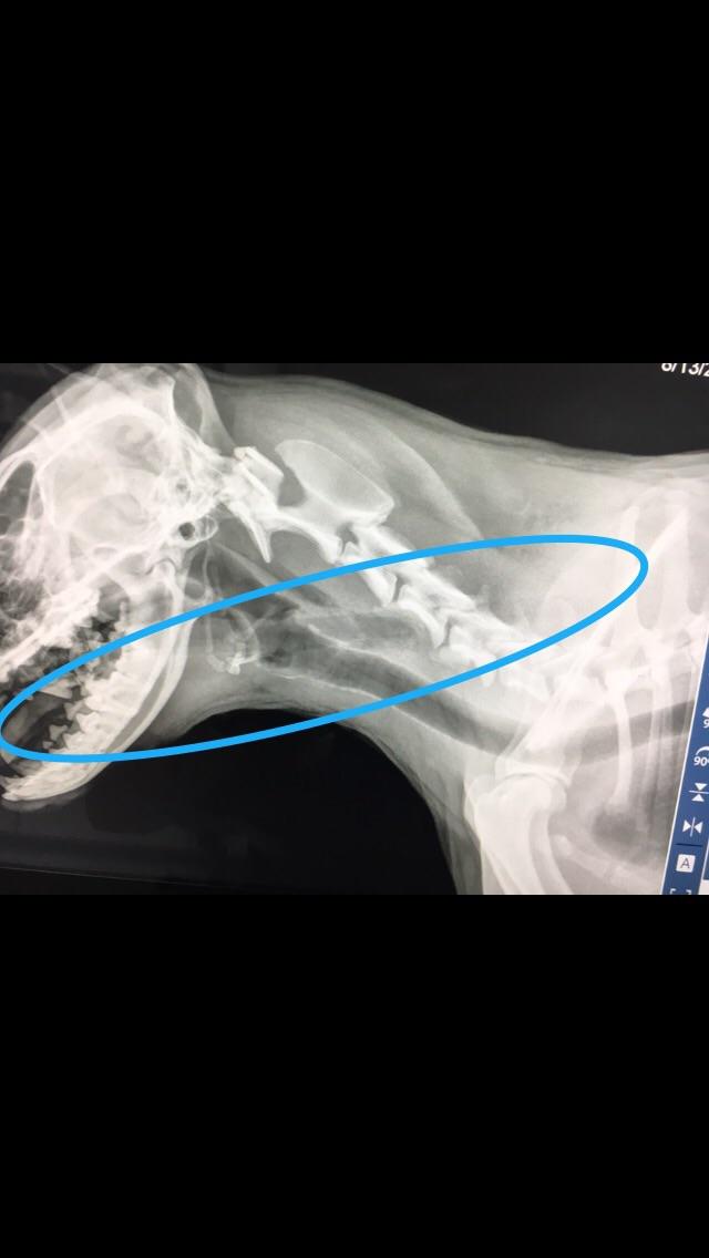 10 inch stick through a dogs face that ended up resting snug between