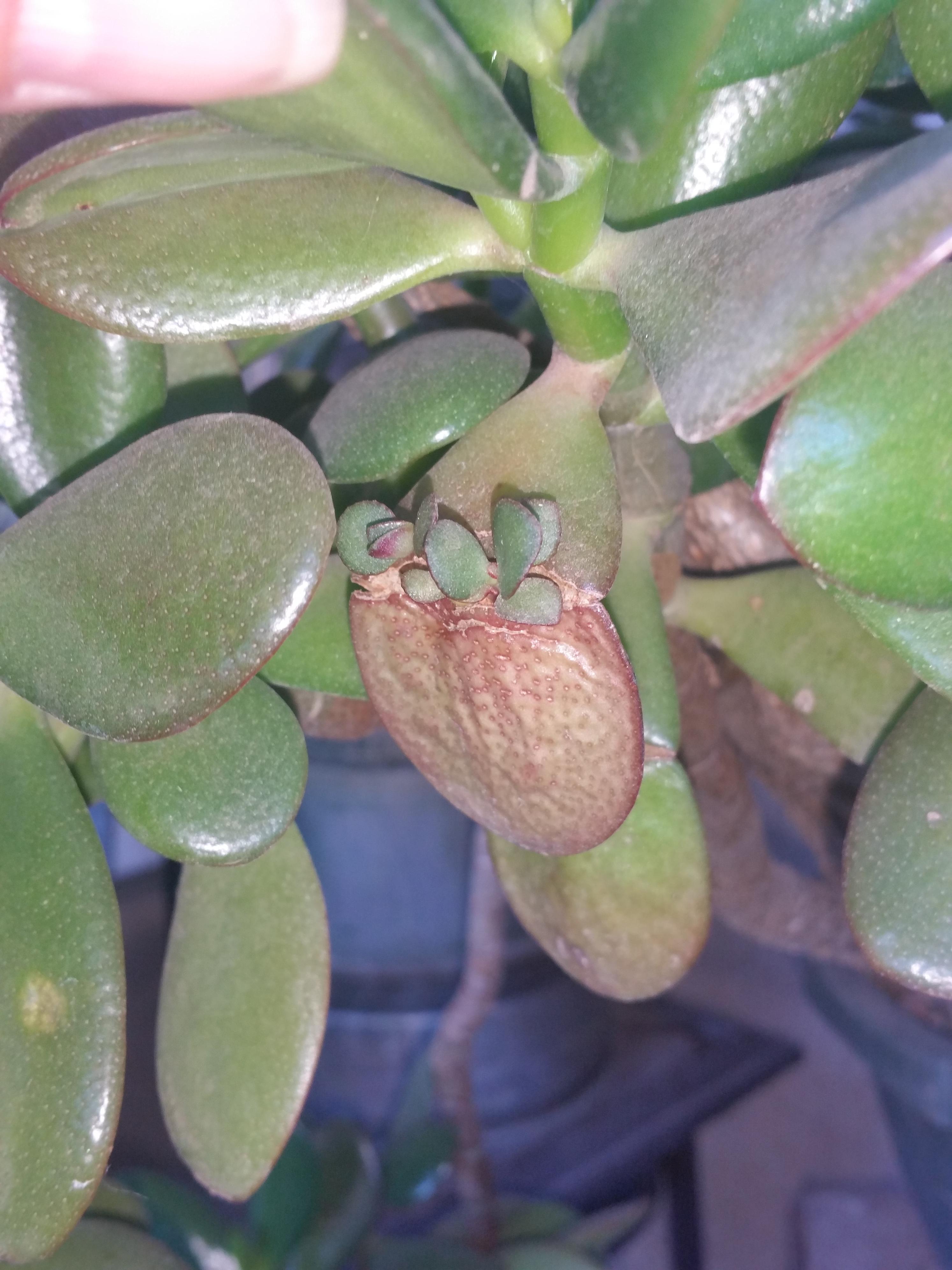 Broken leaf on 10 year old Jade is having babies! r/succulents