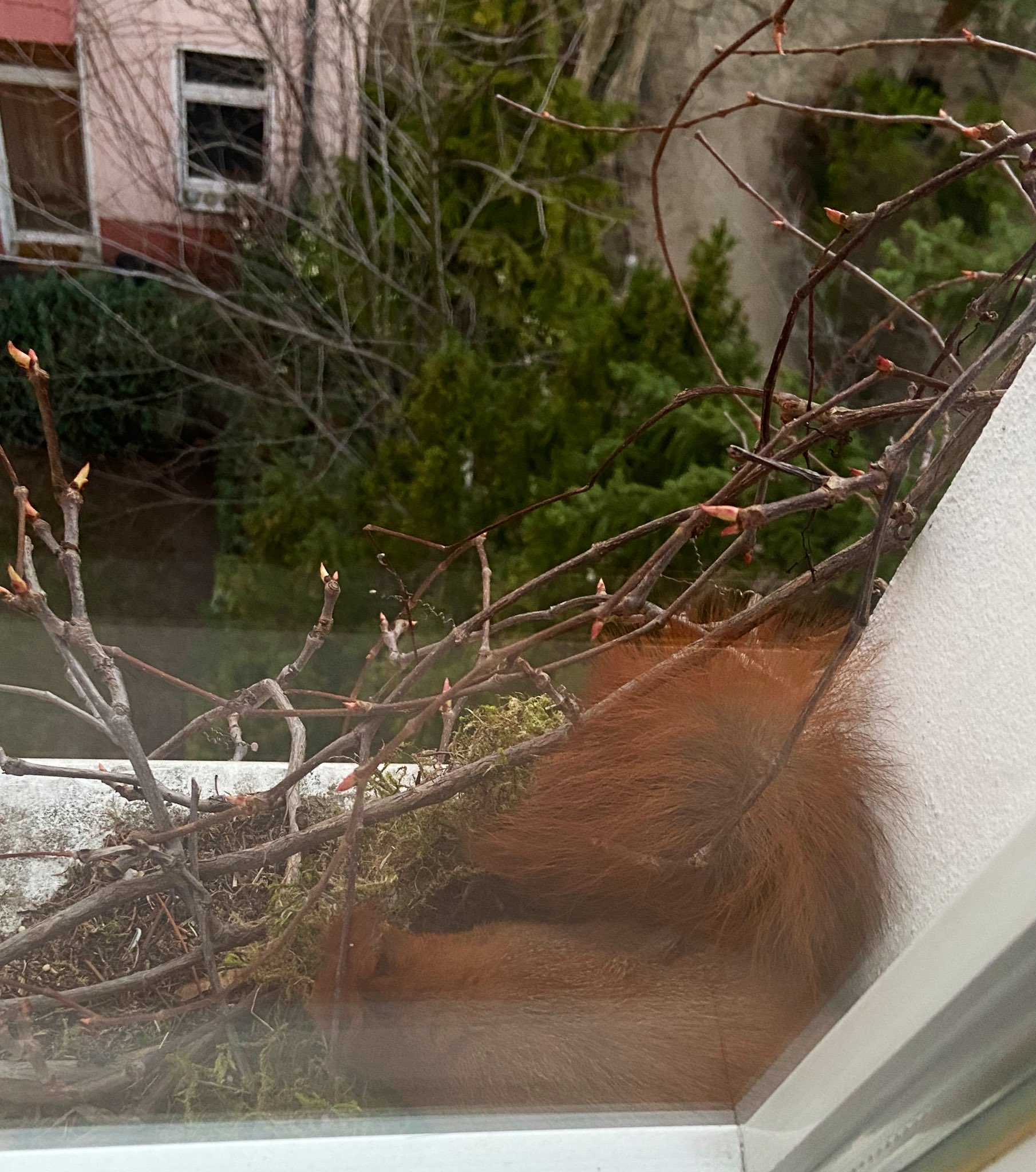 A squirrel has built a nest on my windowsill r/aww