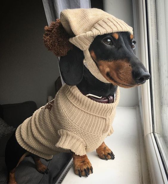 So cute! I love dachshunds r/Dachshund