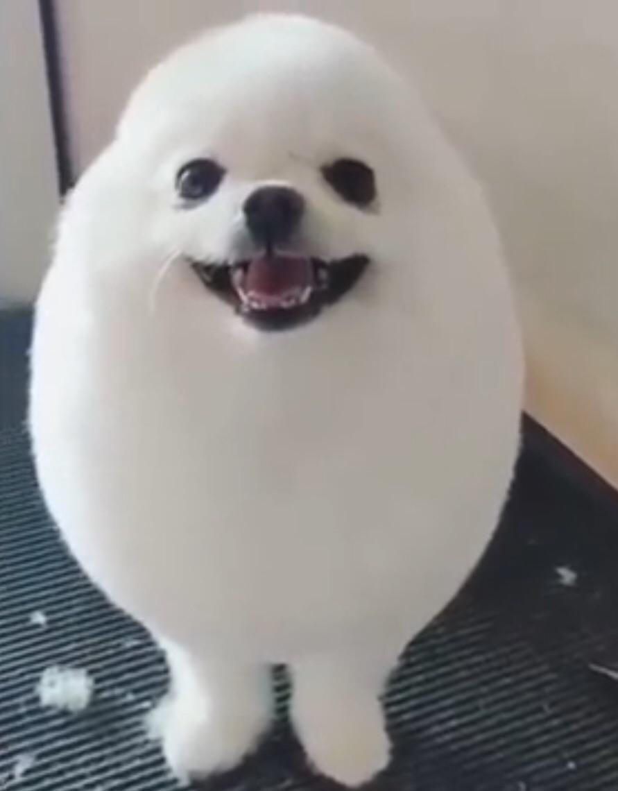 Eggdog