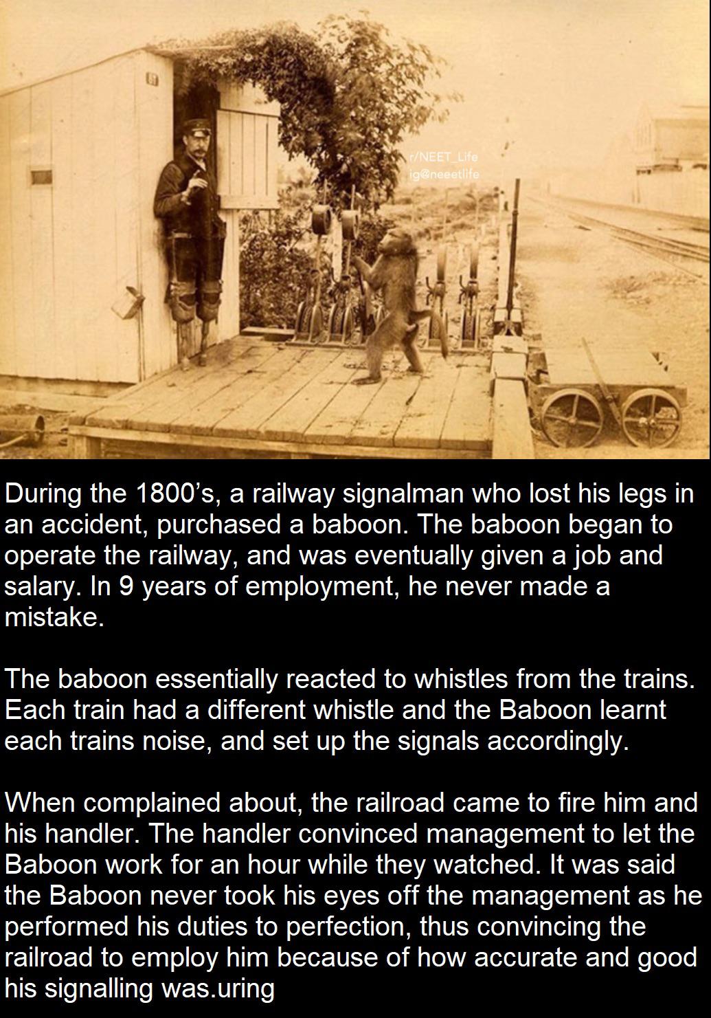 Railway Signal man lost his legs and a Monkey learned his job r
