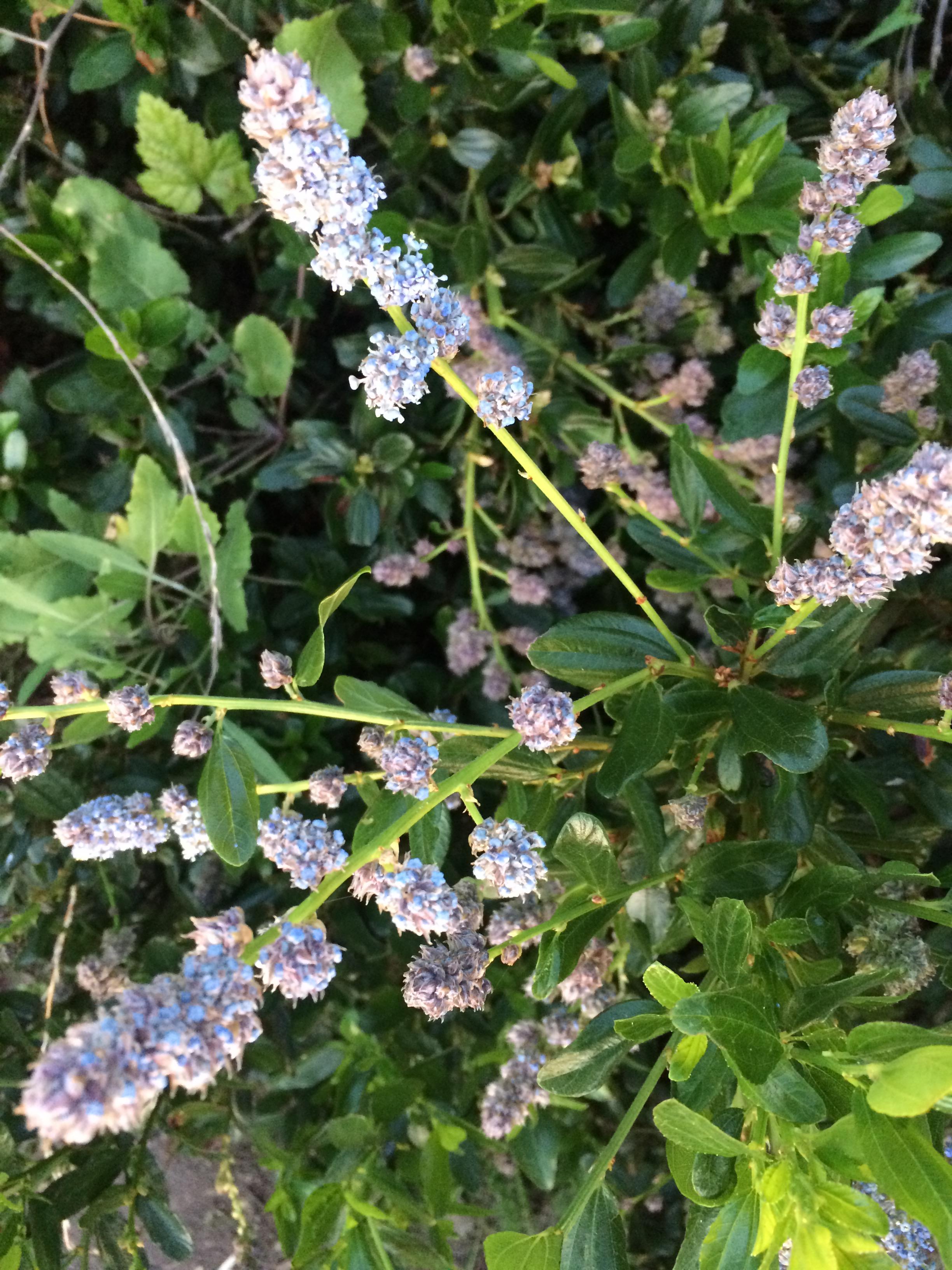 Big Sur, California . Smells sweet r/whatsthisplant