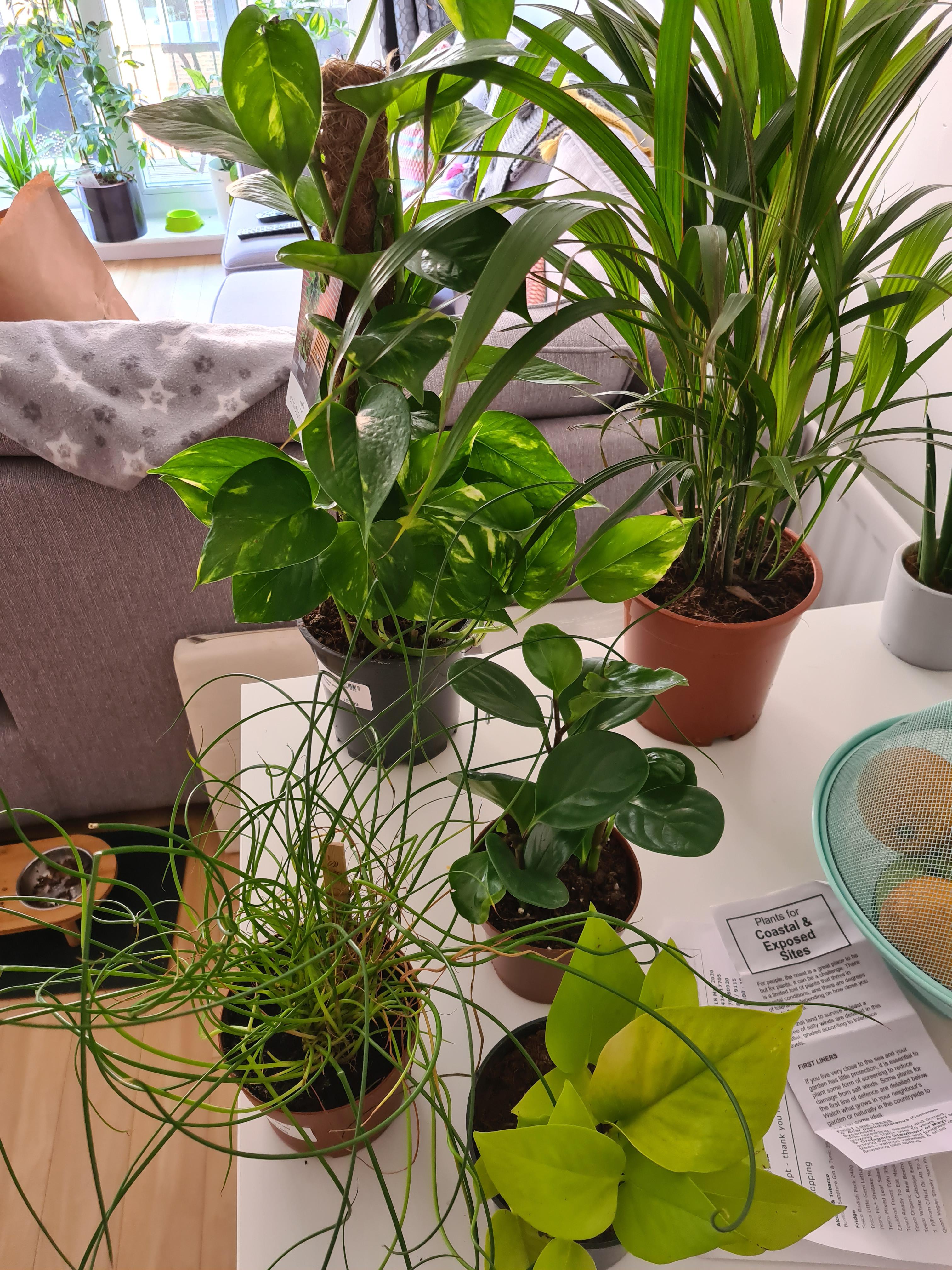 Garden centres are open in England again so treated myself to some new