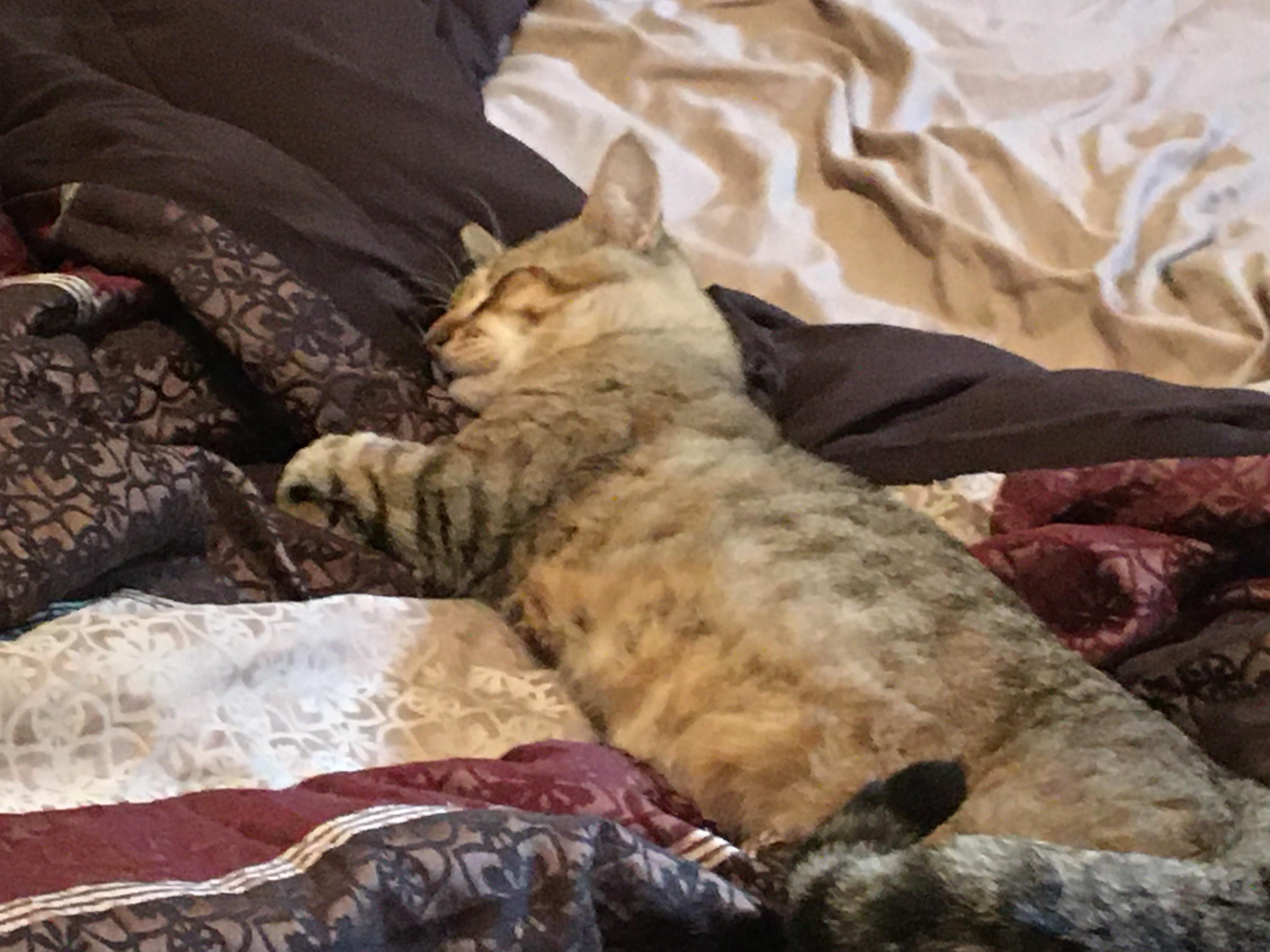 This 3 legged cat took up half of my when I got up to pee r/aww