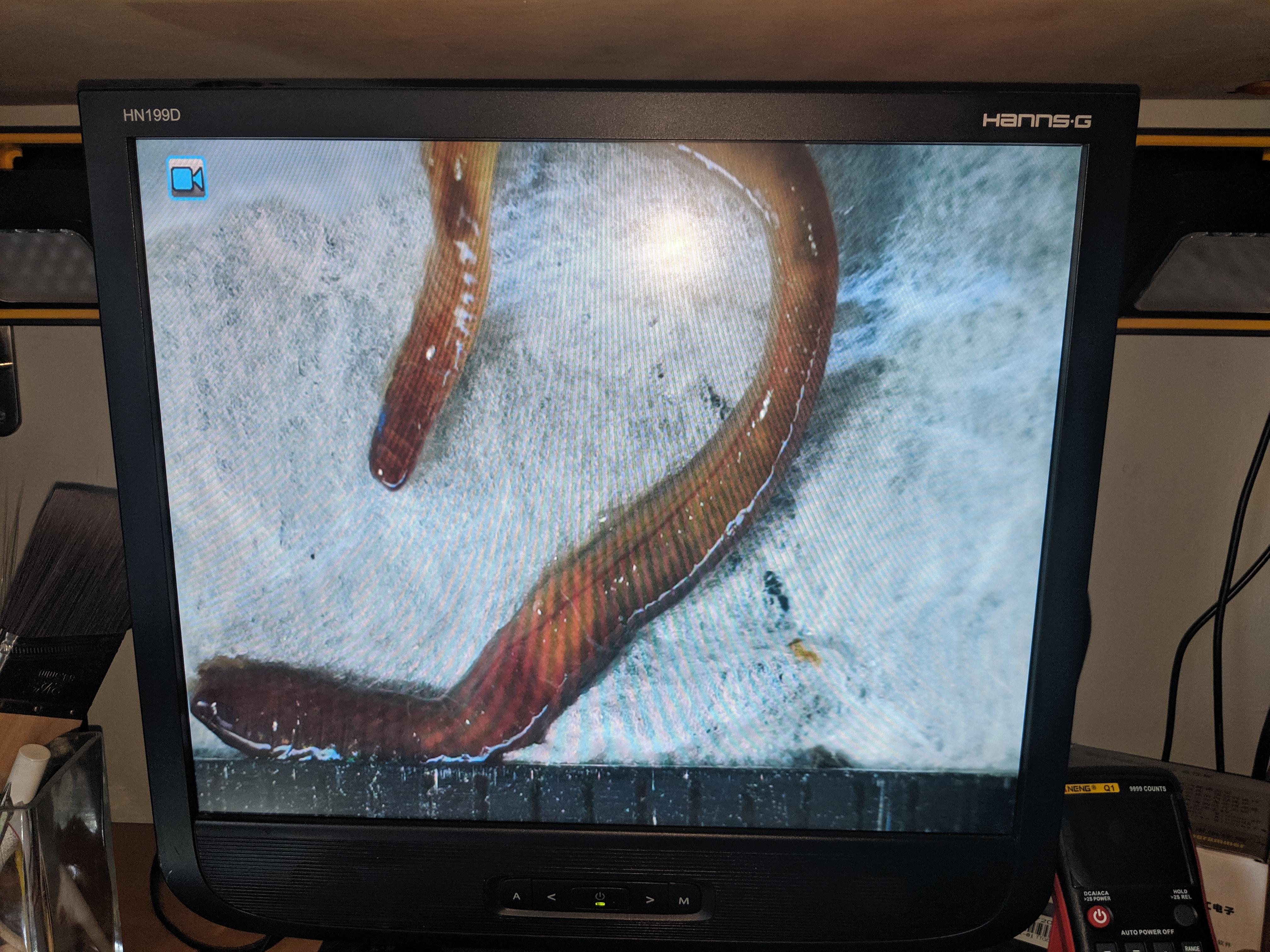 Found two of these worms in the bathtub r/Vermiculture