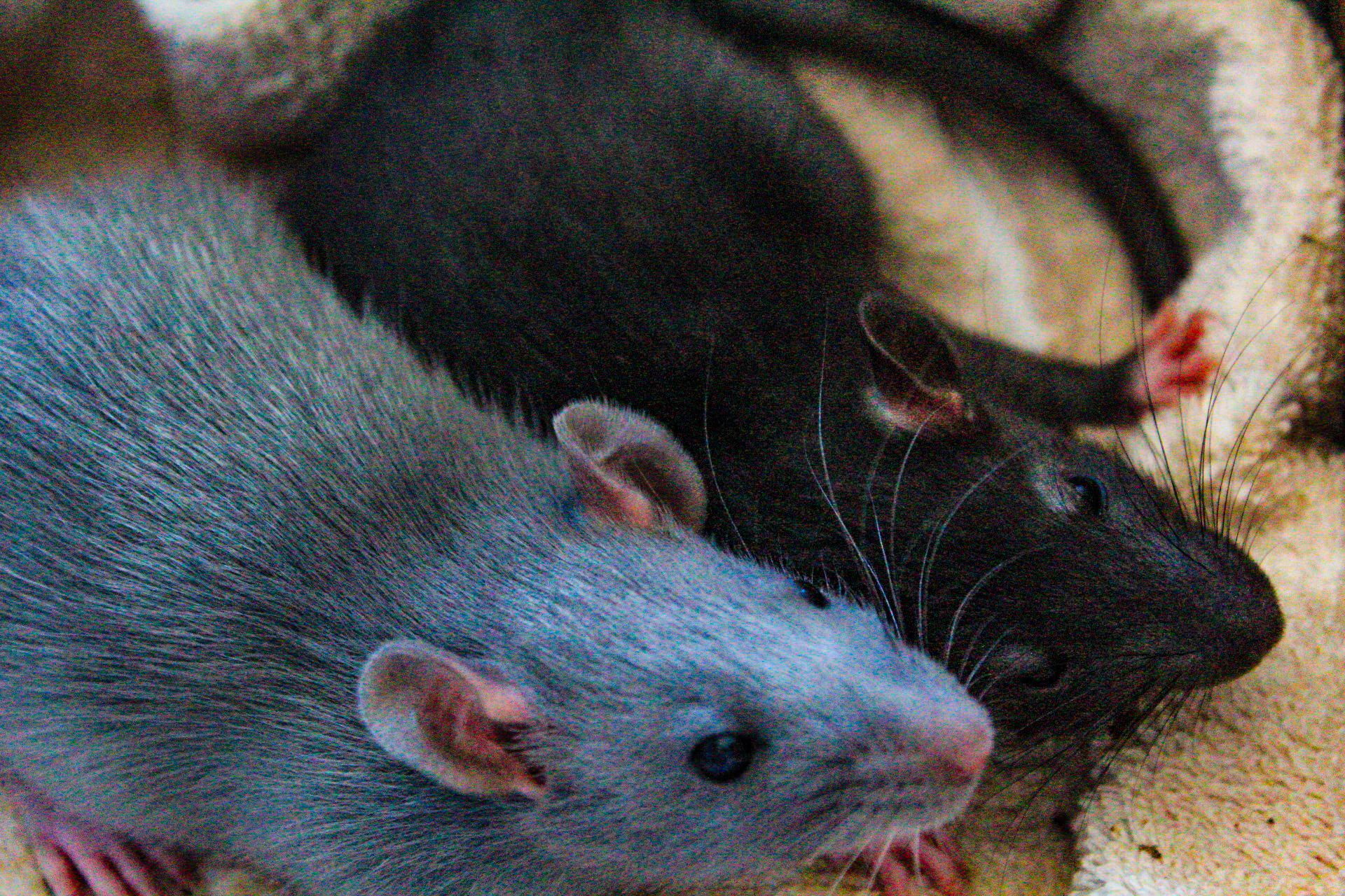 Russian Blue Rats
