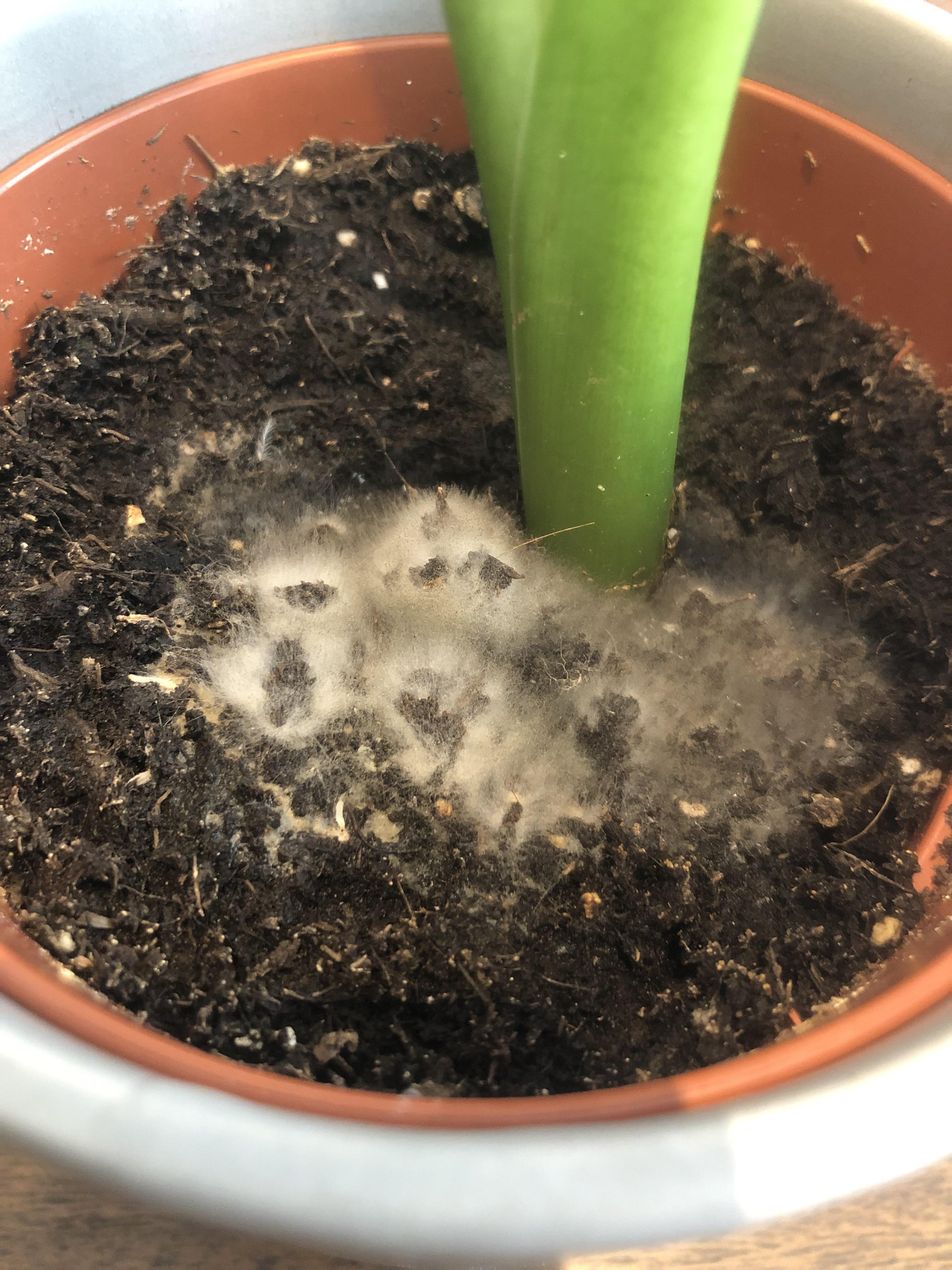 What’s this mouldy looking white fuzz on the top of the soil of one of