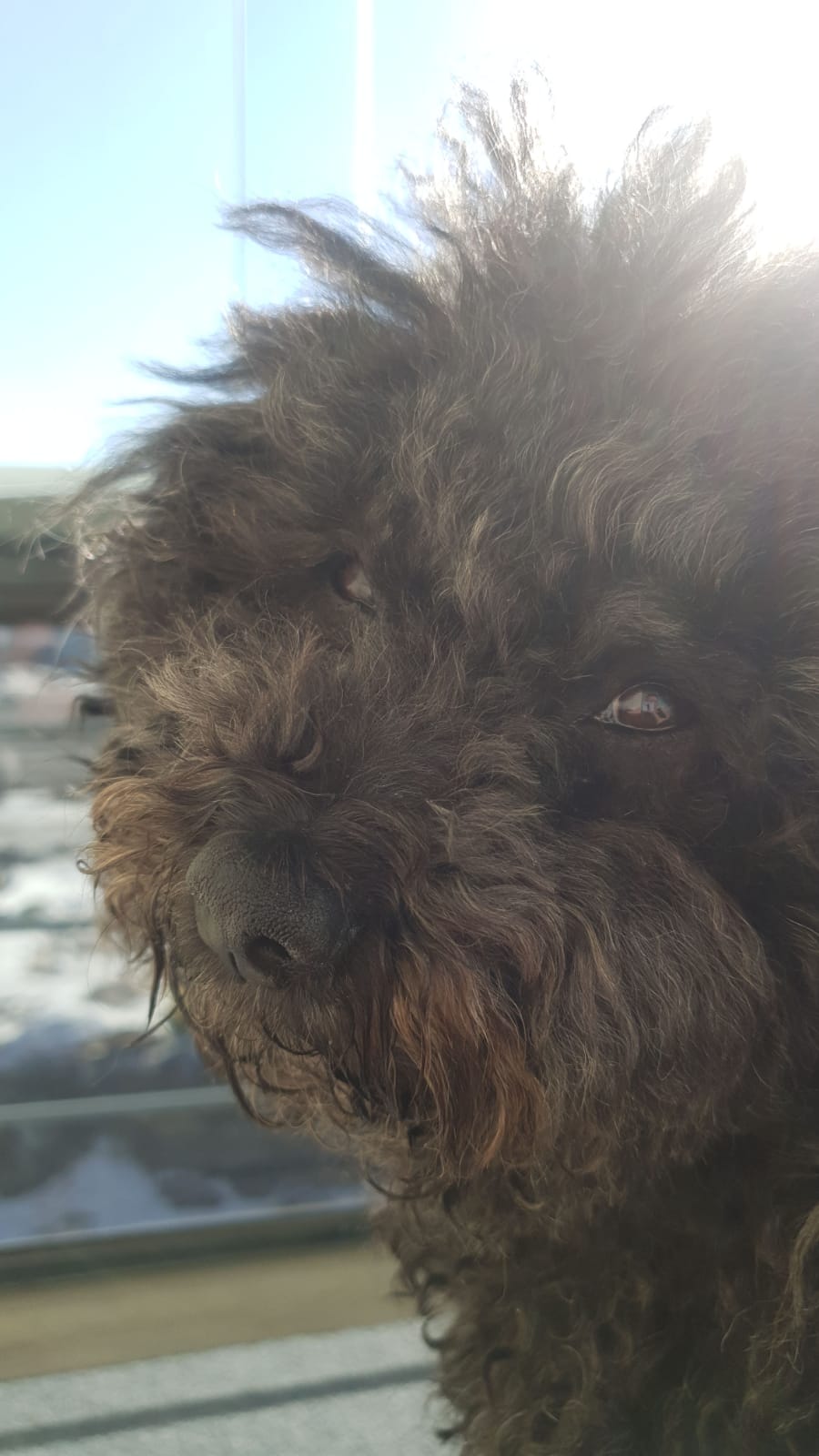 Look at this beautiful Spanish water dog. She is like a