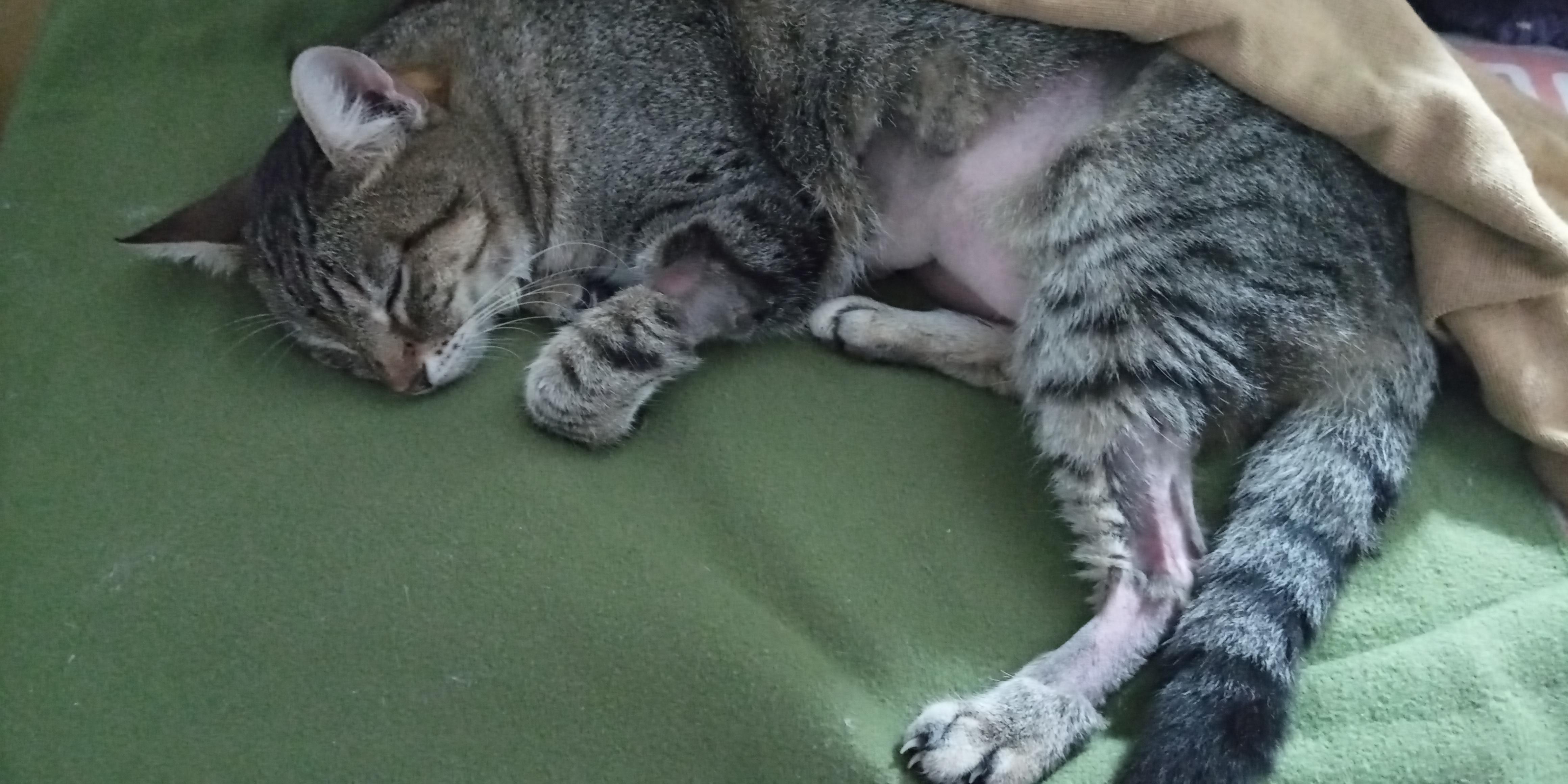 If someone can send healing to my cat, he's 28 hours post surgery we'll