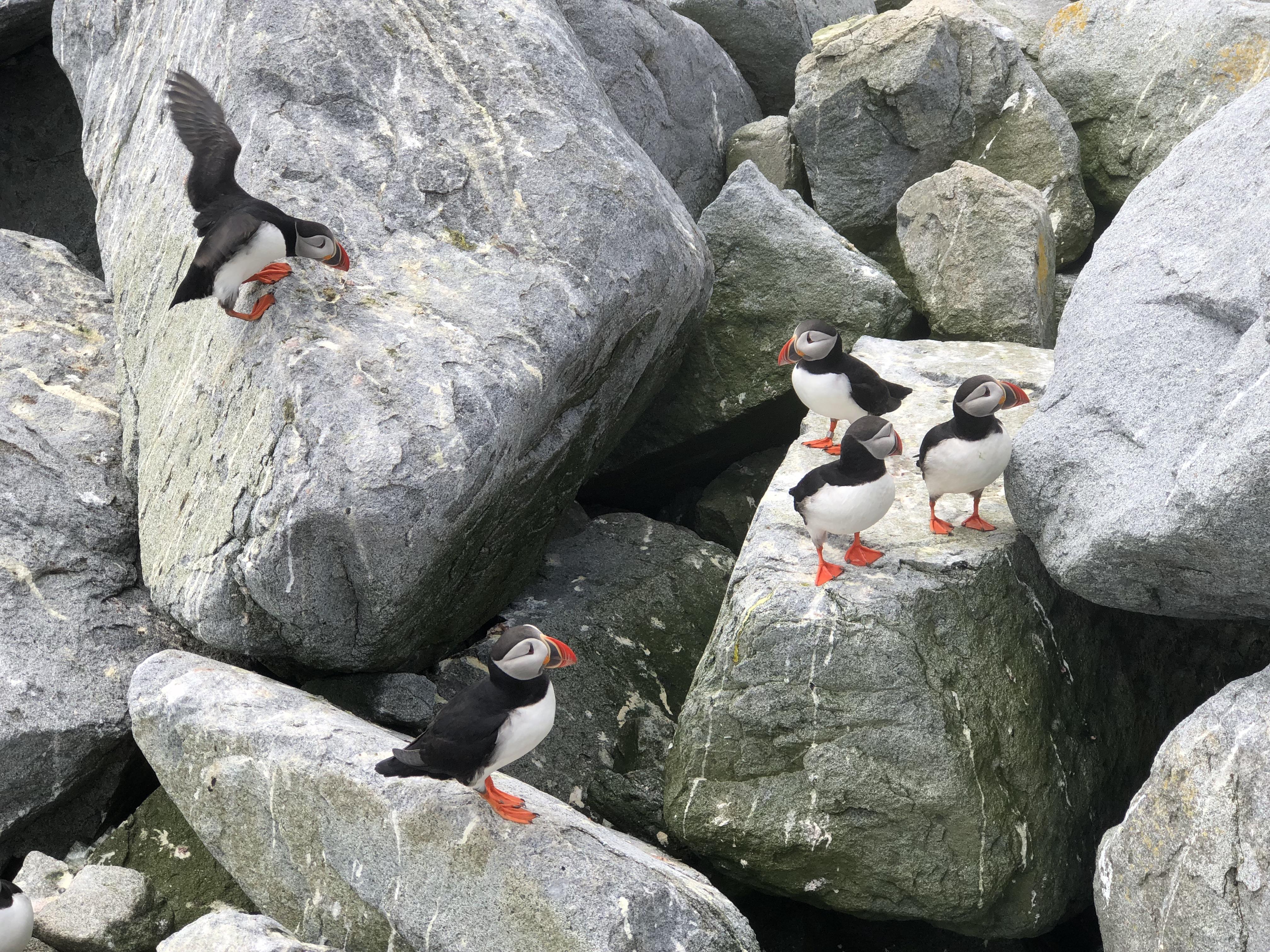 Atlantic Puffins, Machias Seal Island (May 2018) r/BirdPhotography