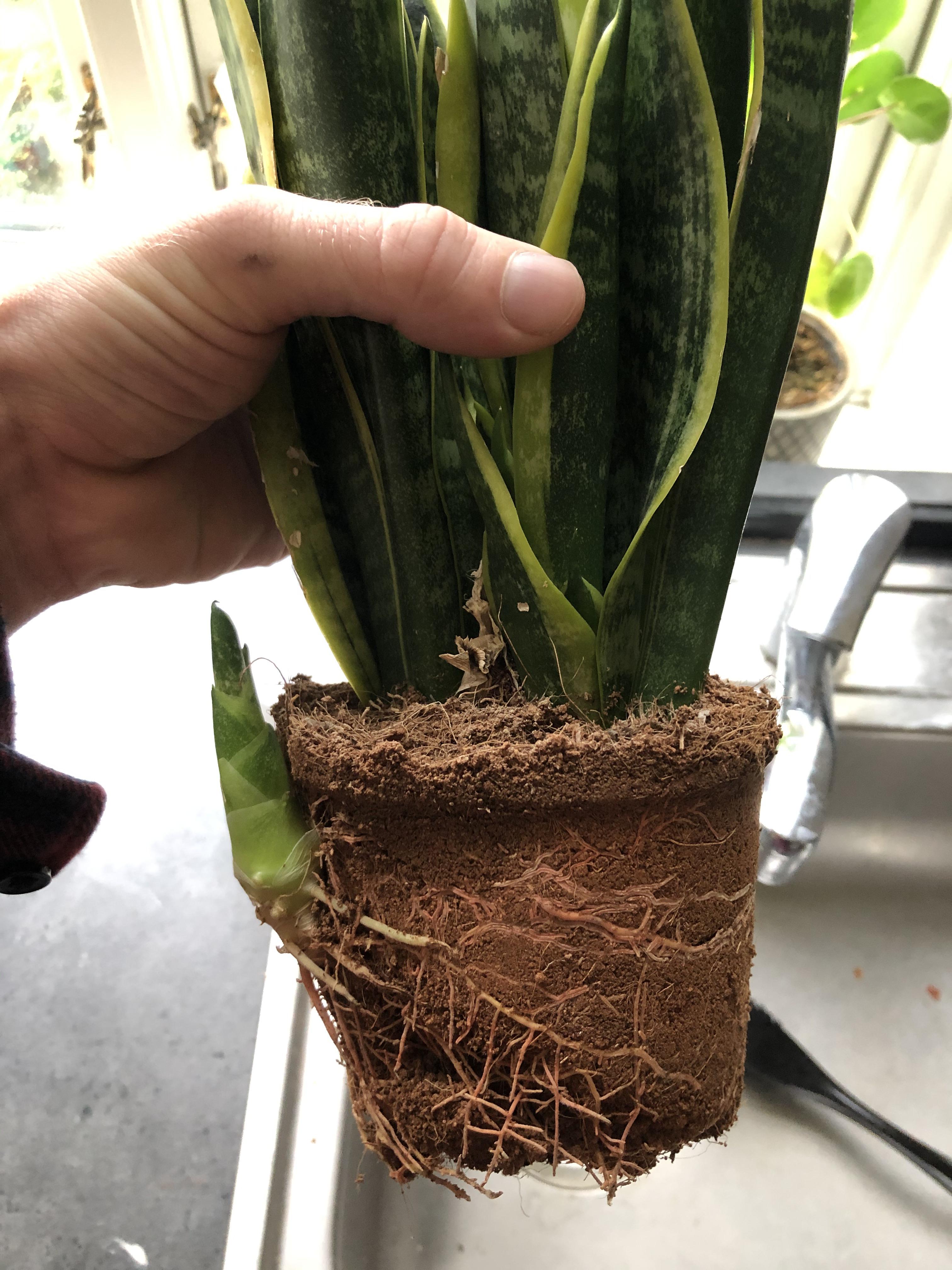 Almost broke the plastic pot he came in r/houseplants