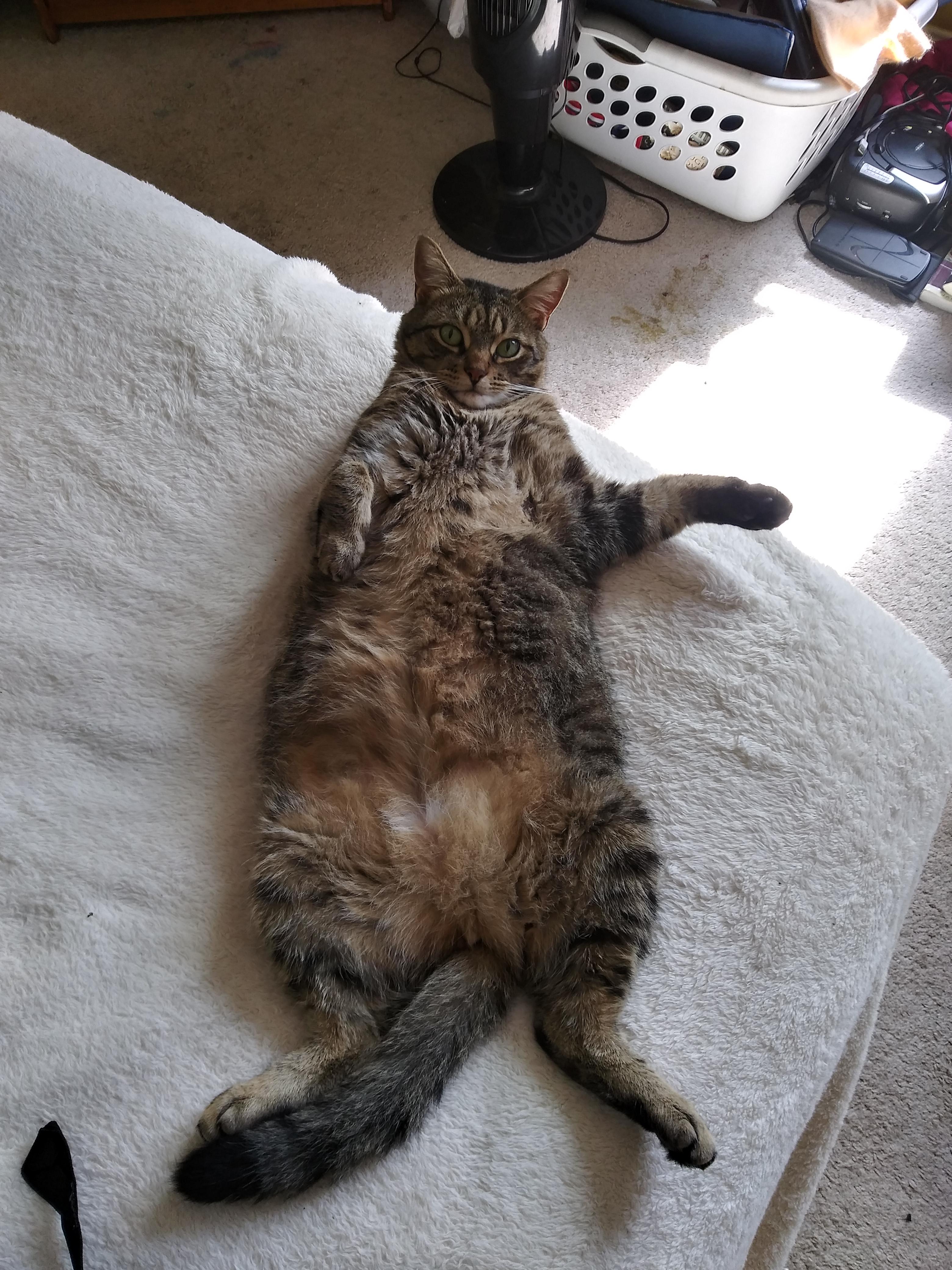 Small head big body my guy r/aww