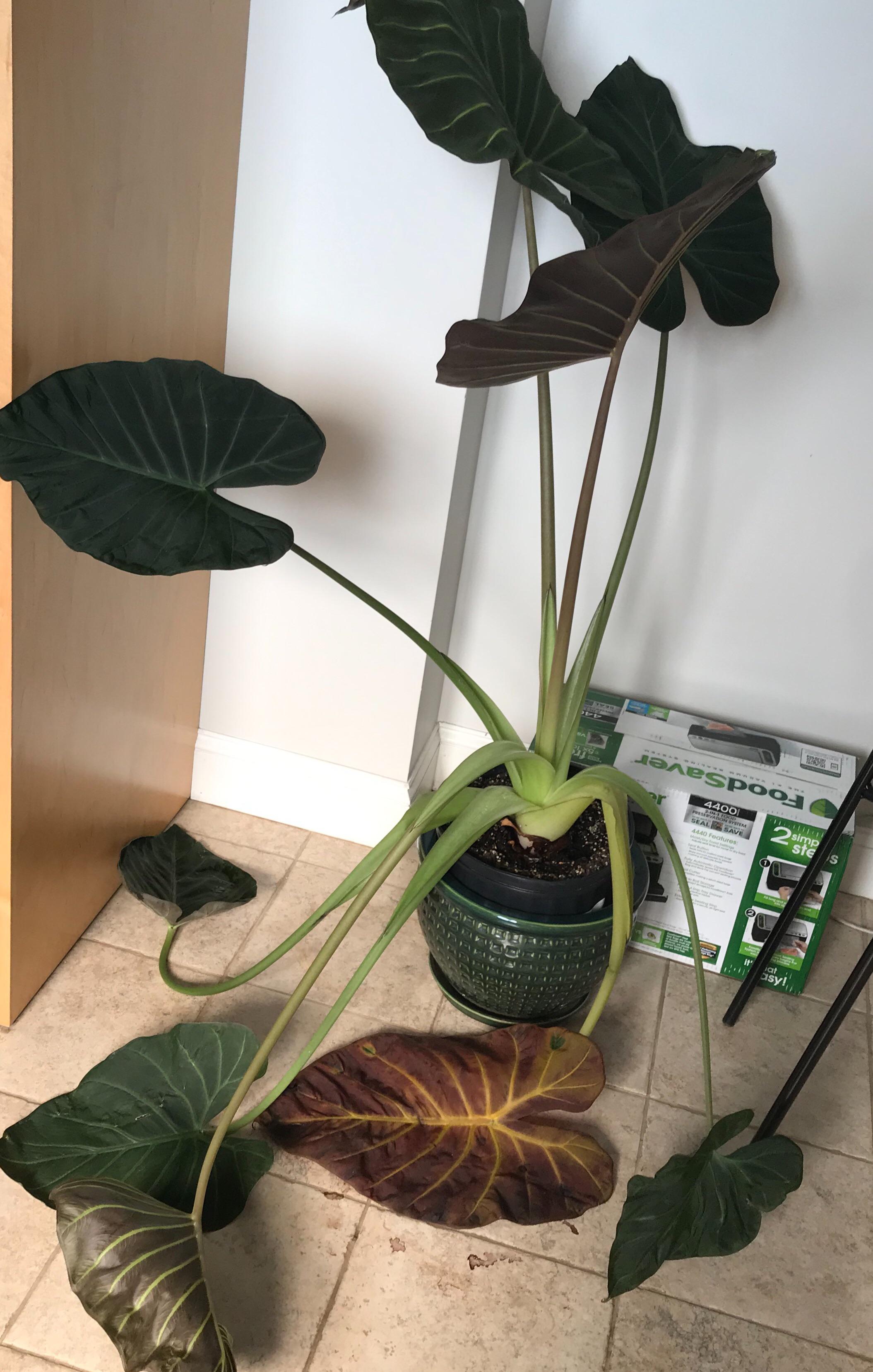 Several leaves of my Giant Alocasia ("Elephant Ears") have