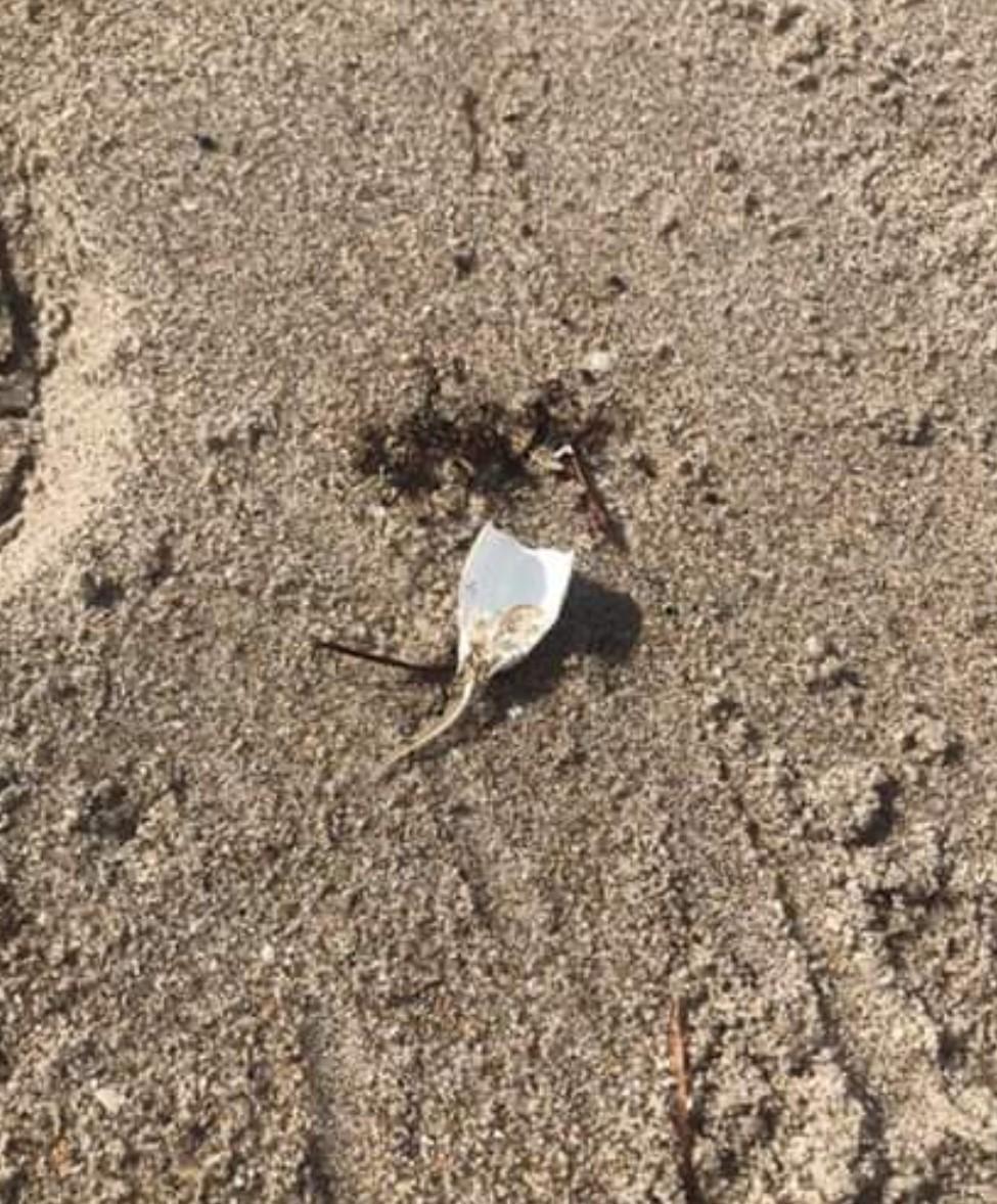 Littering a south Florida beach r/whatisthisthing