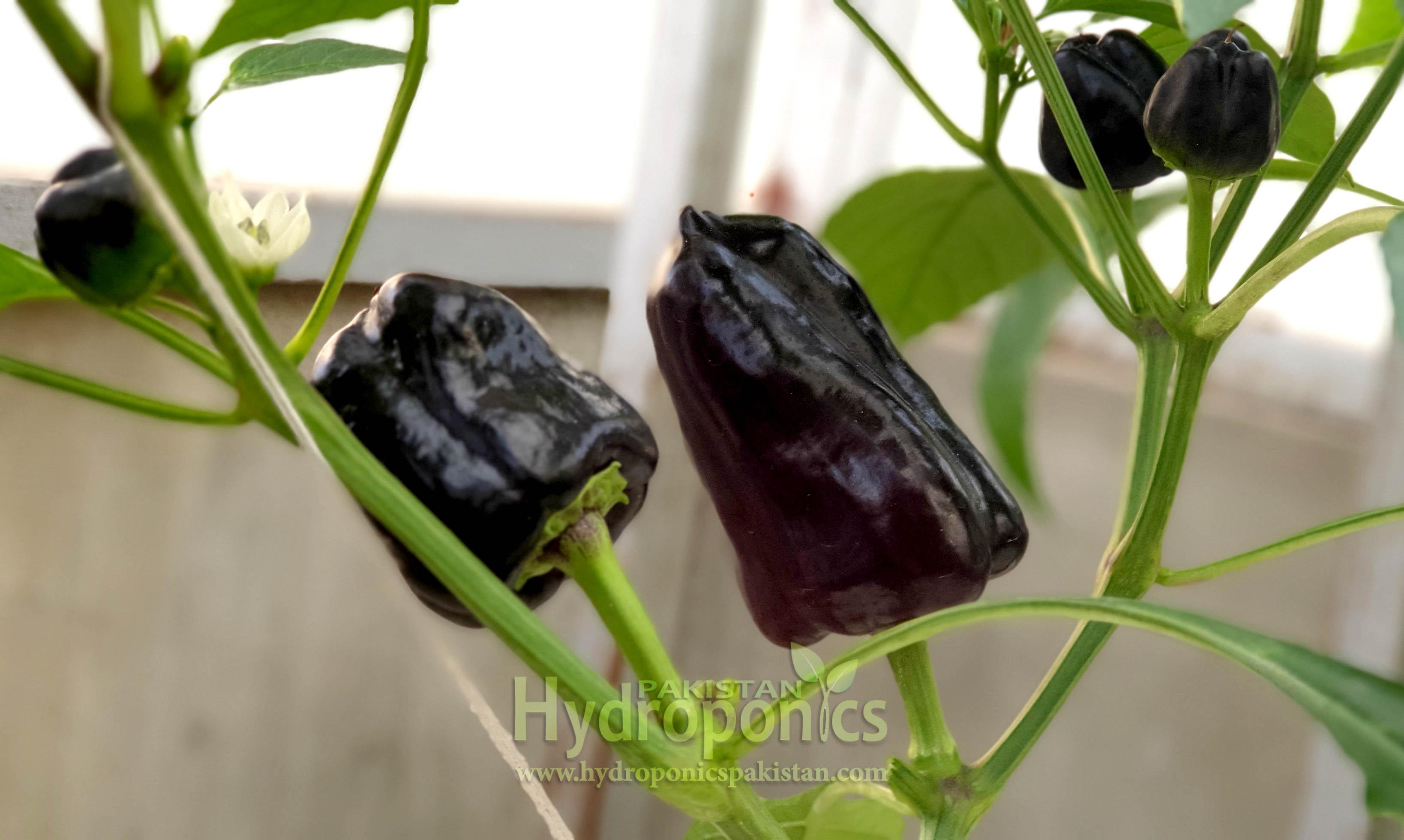 Exotic Black Bell Pepper Plants growing in Hydroponics Deep Water