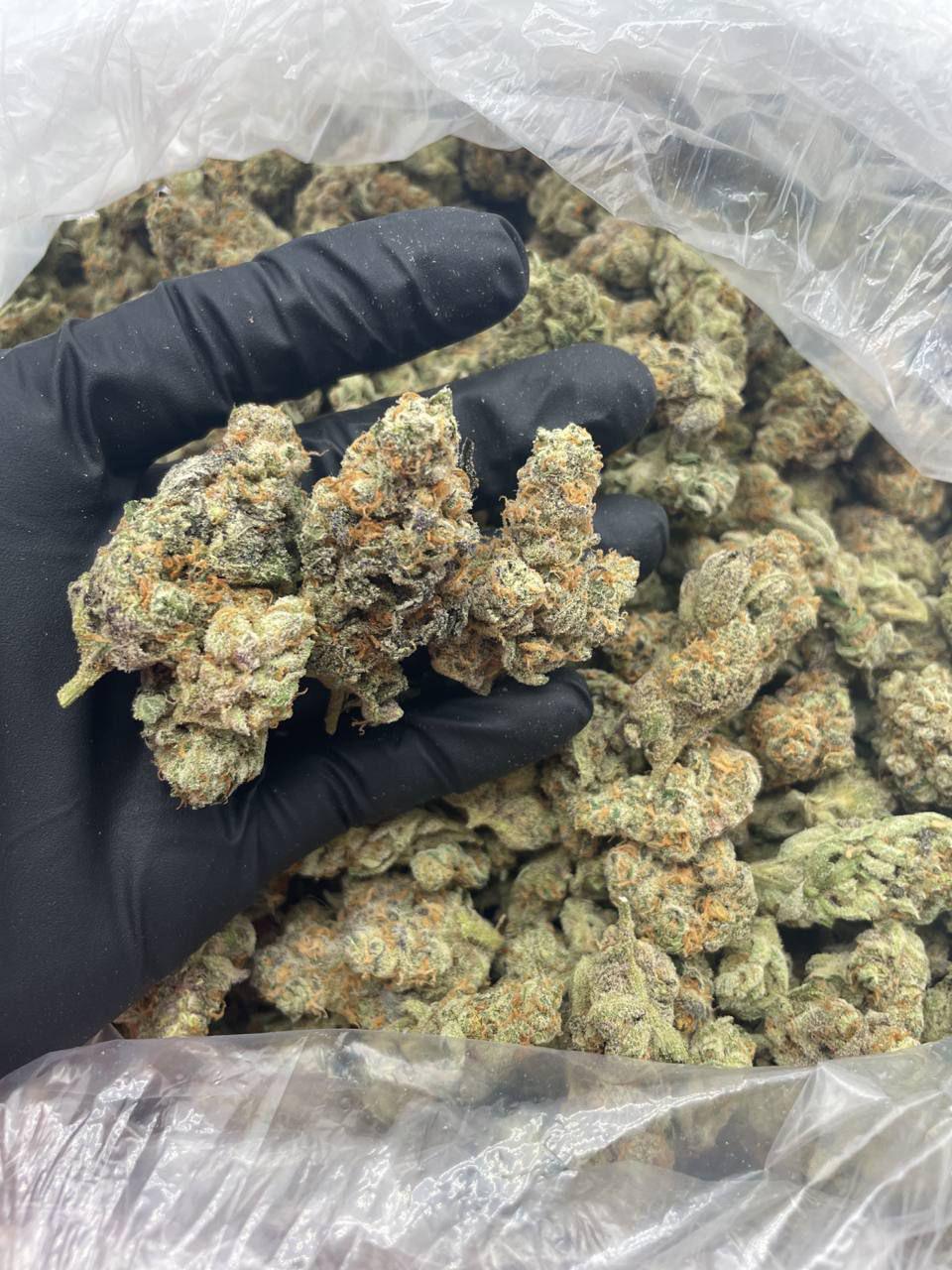 Mimosa 😊🥊Purple Punch X Clementine. Actually got 1800g per plant. I guess the yields were great