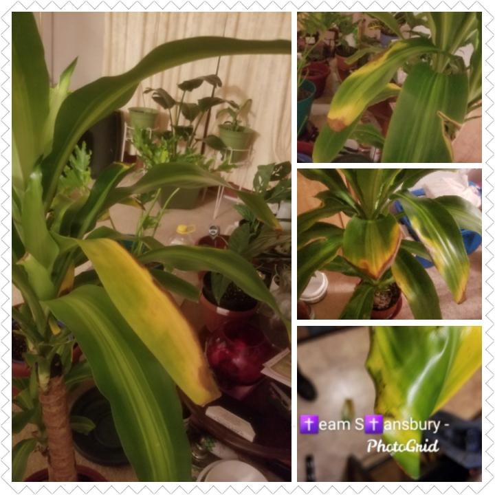 Help, my plants turning yellow and I need some assistance r/plantclinic
