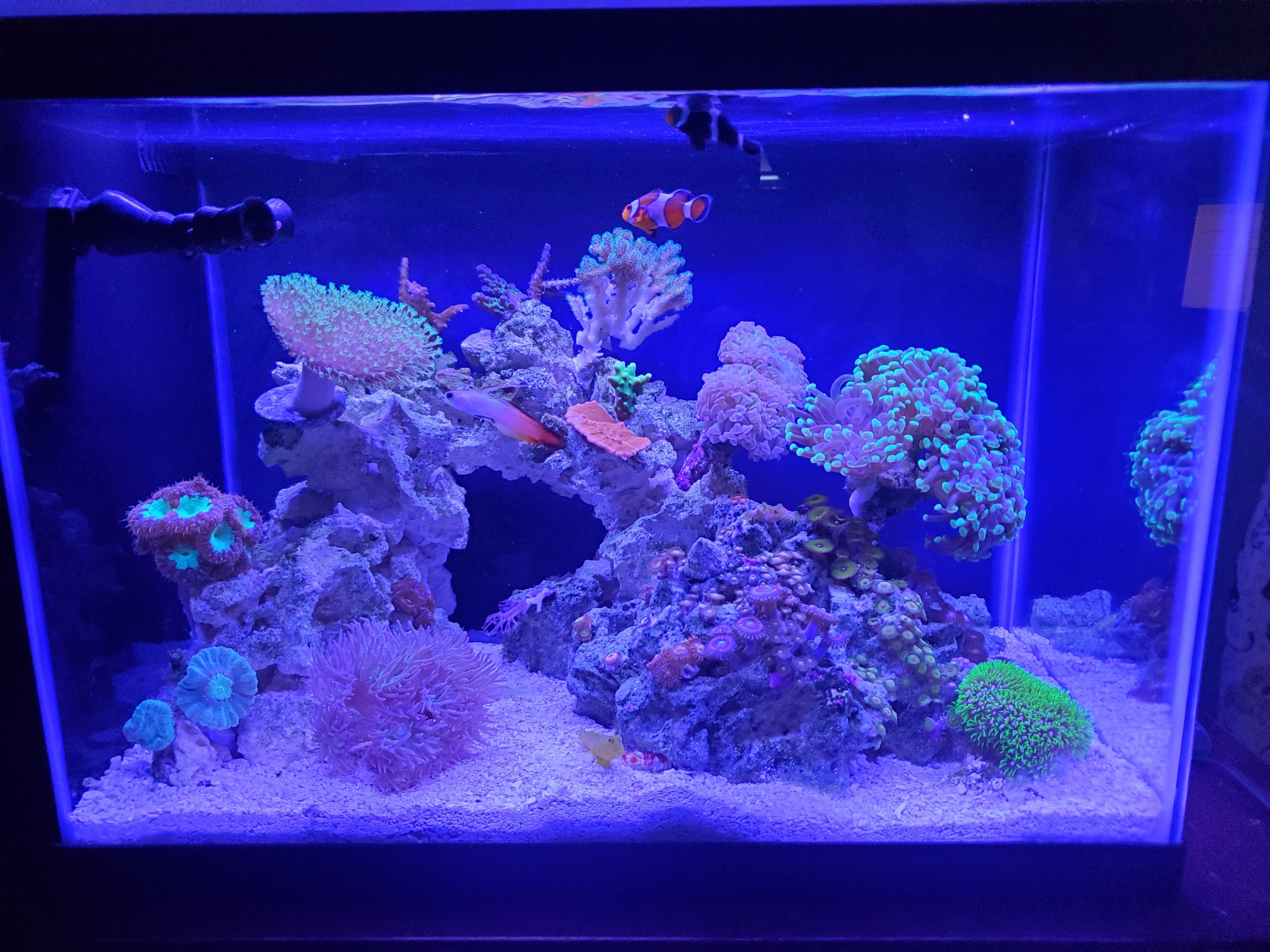 Wife's complete 10 gal saltwater tank. Told her I'd post for reddit