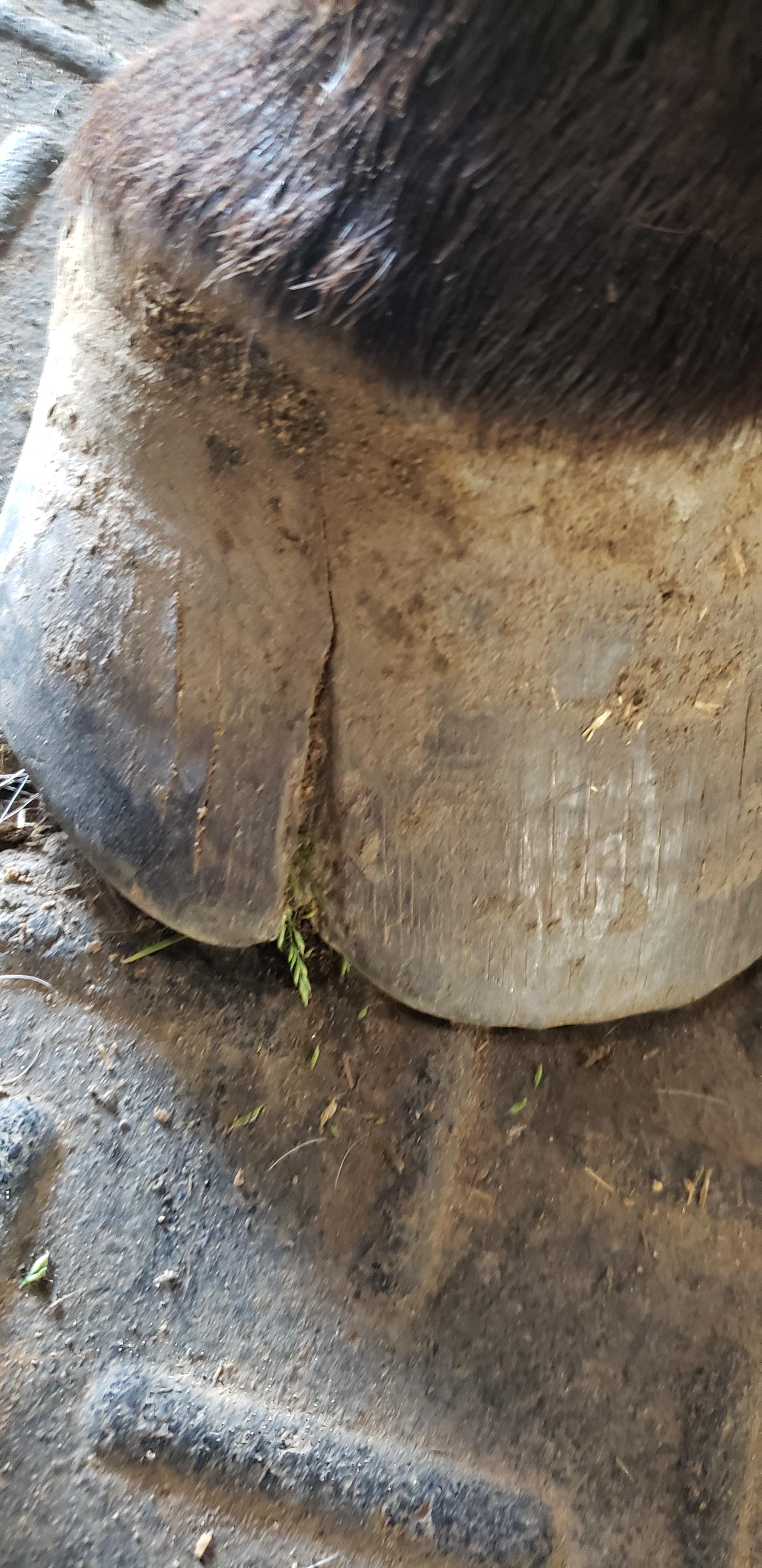 Anyone else have a problem with flared hooves? So my horse has a