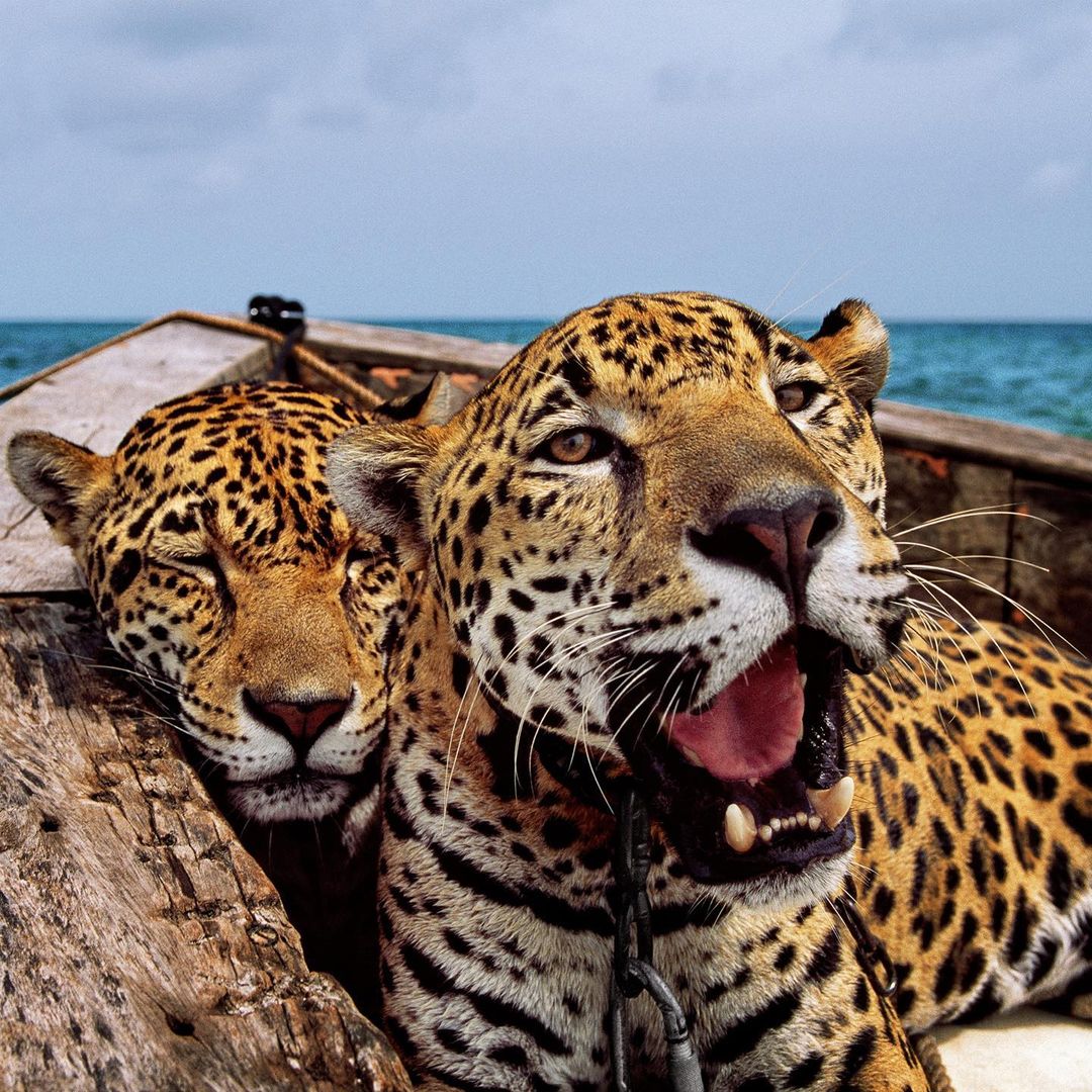 Jaguars being used as selfie props in Cancun, Mexico r/bigcats