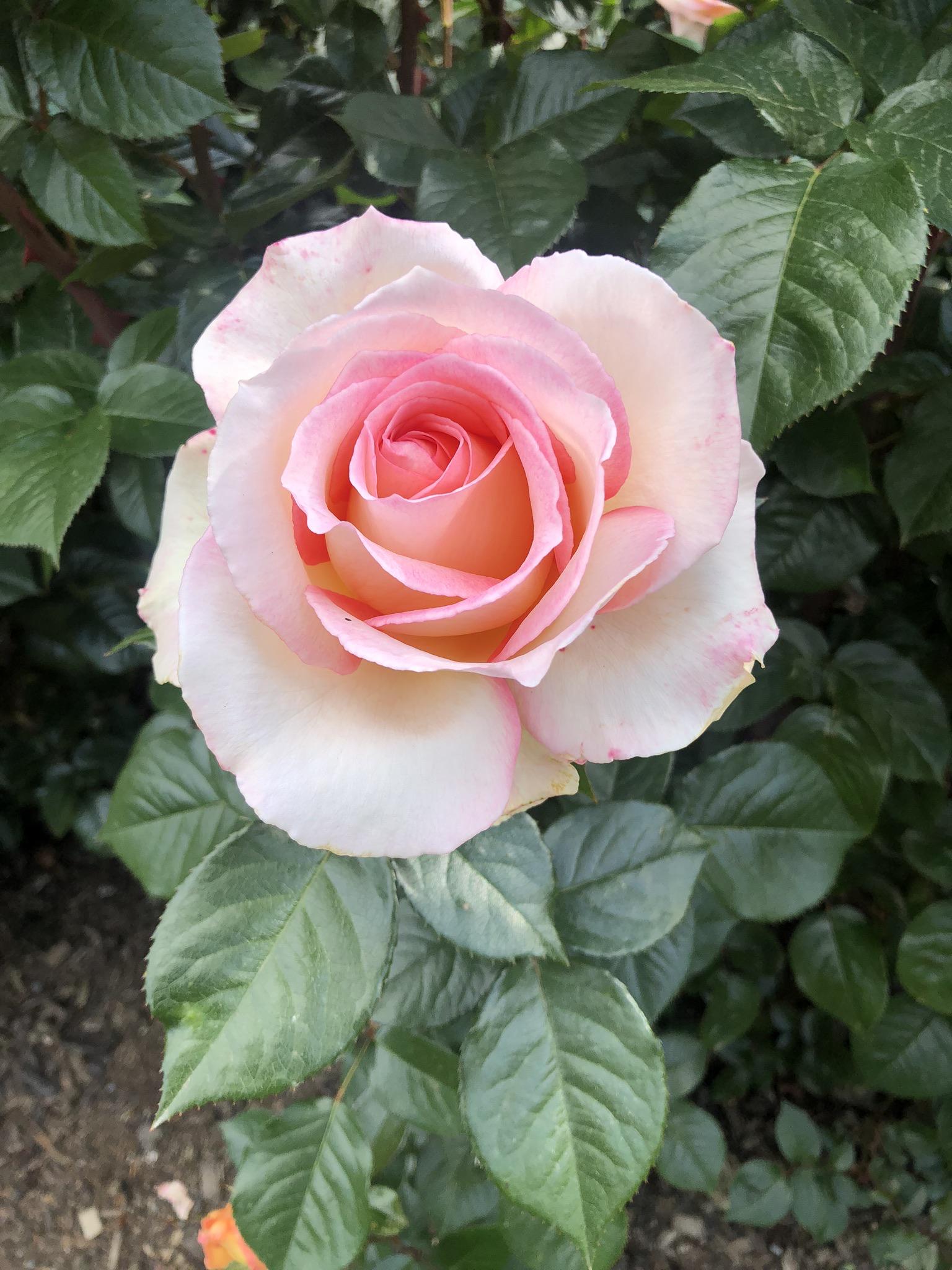 A rose in Queenstown, NZ r/flowers