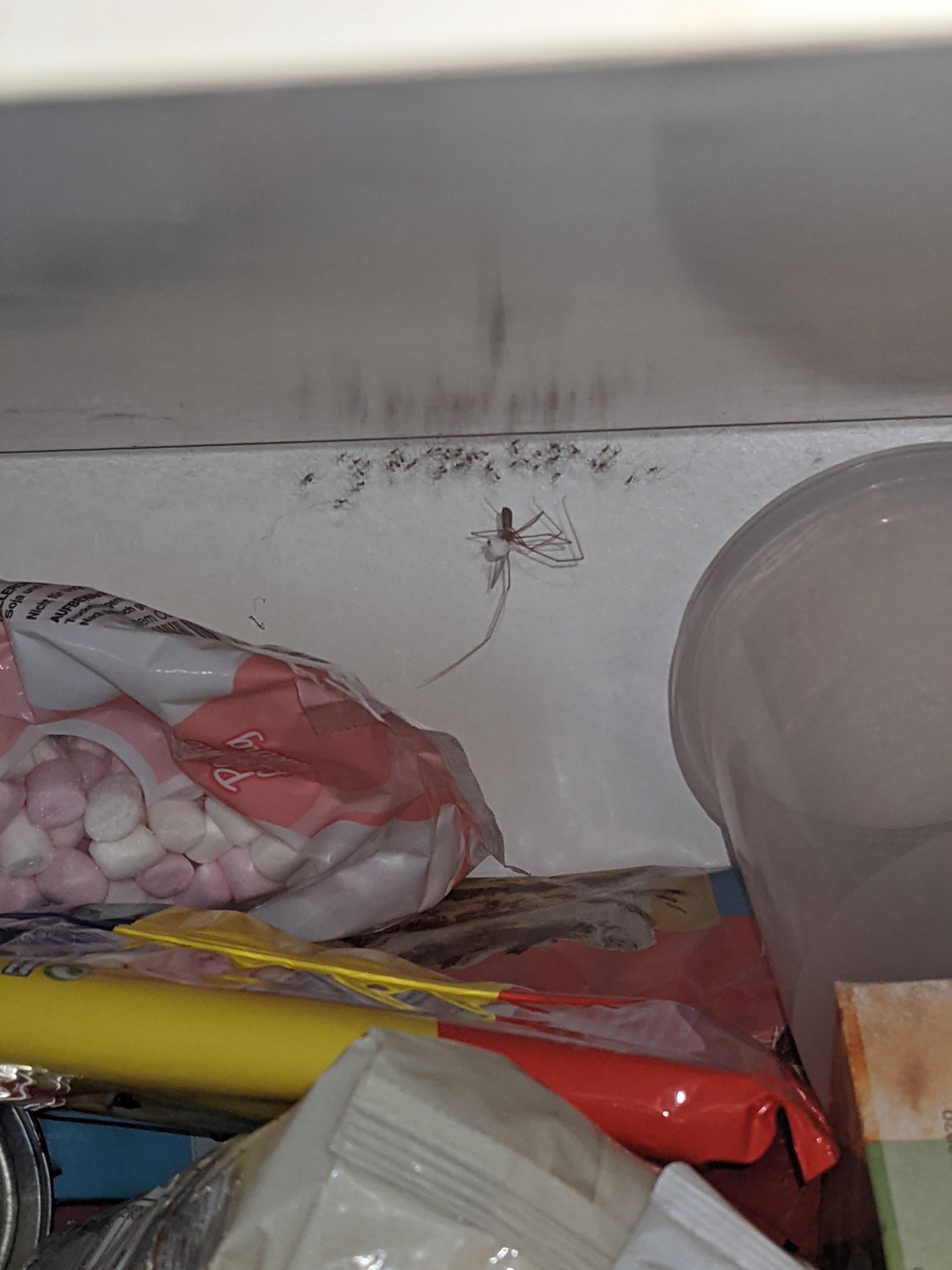 A spider's eggs hatched in my kitchen cupboard, and I don't know how to remove them. I