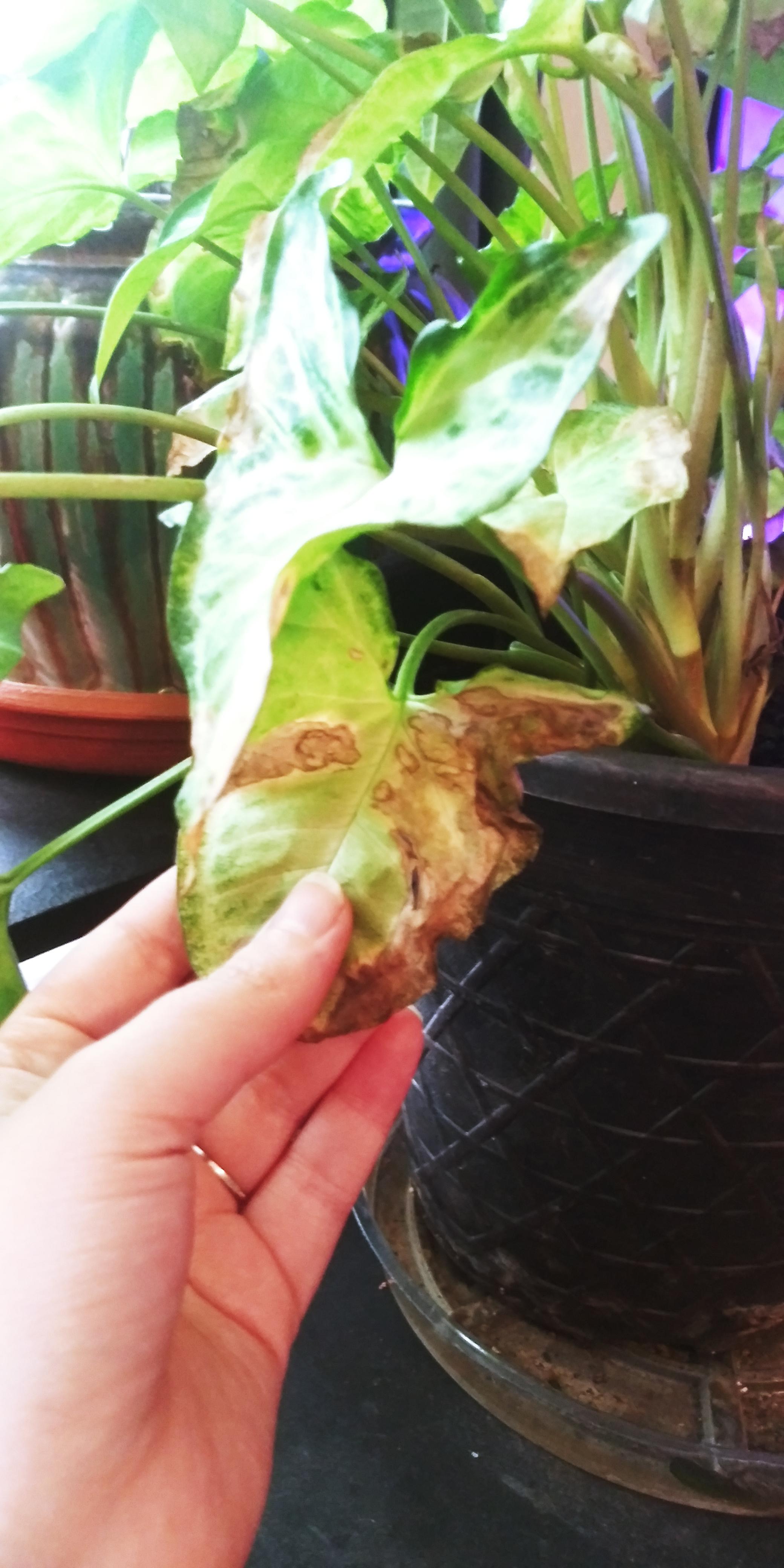 My Arrowhead is droopy and developing brown spots/edges. I water it