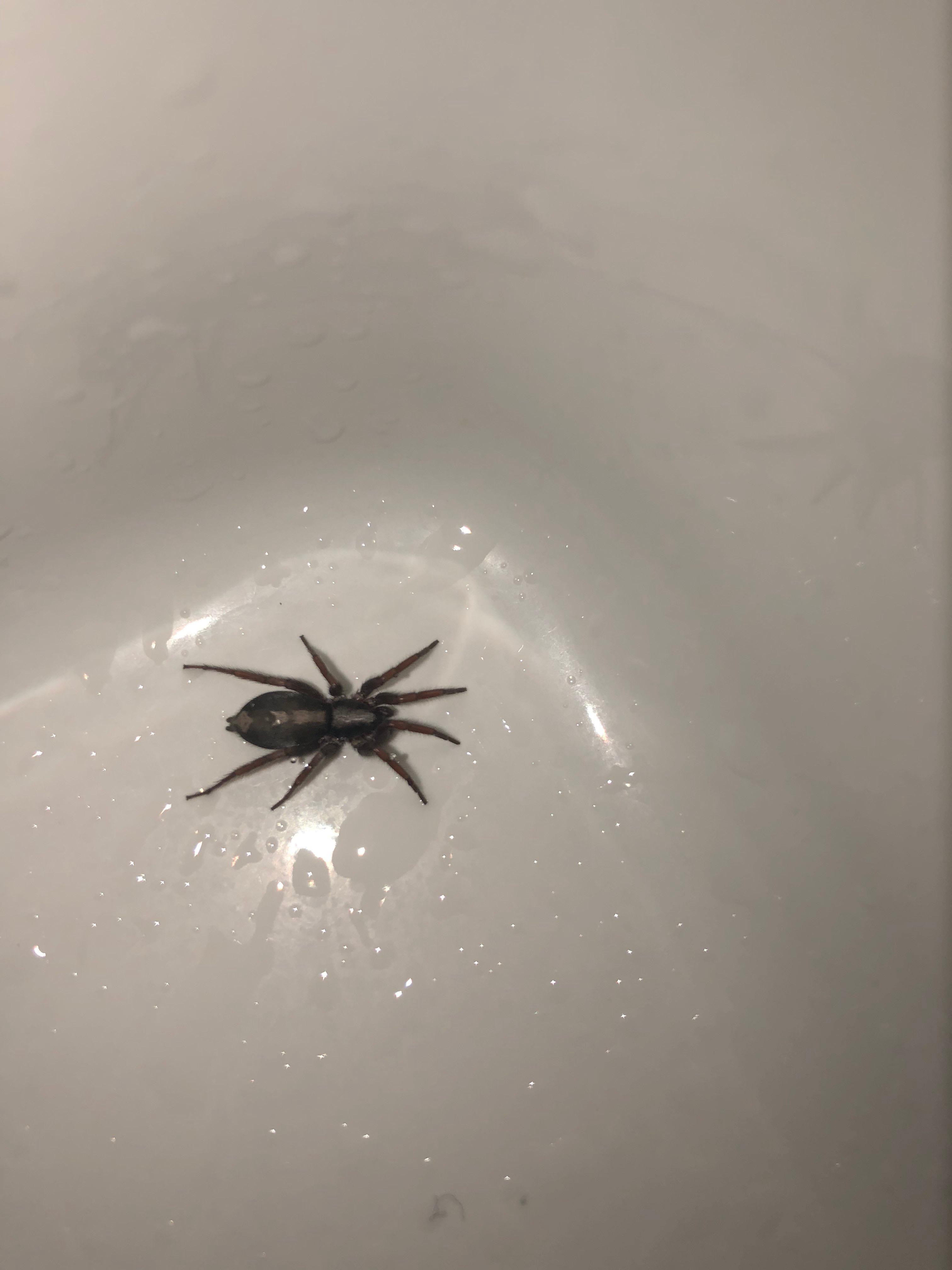 ID Request Long Island, New York r/spiders