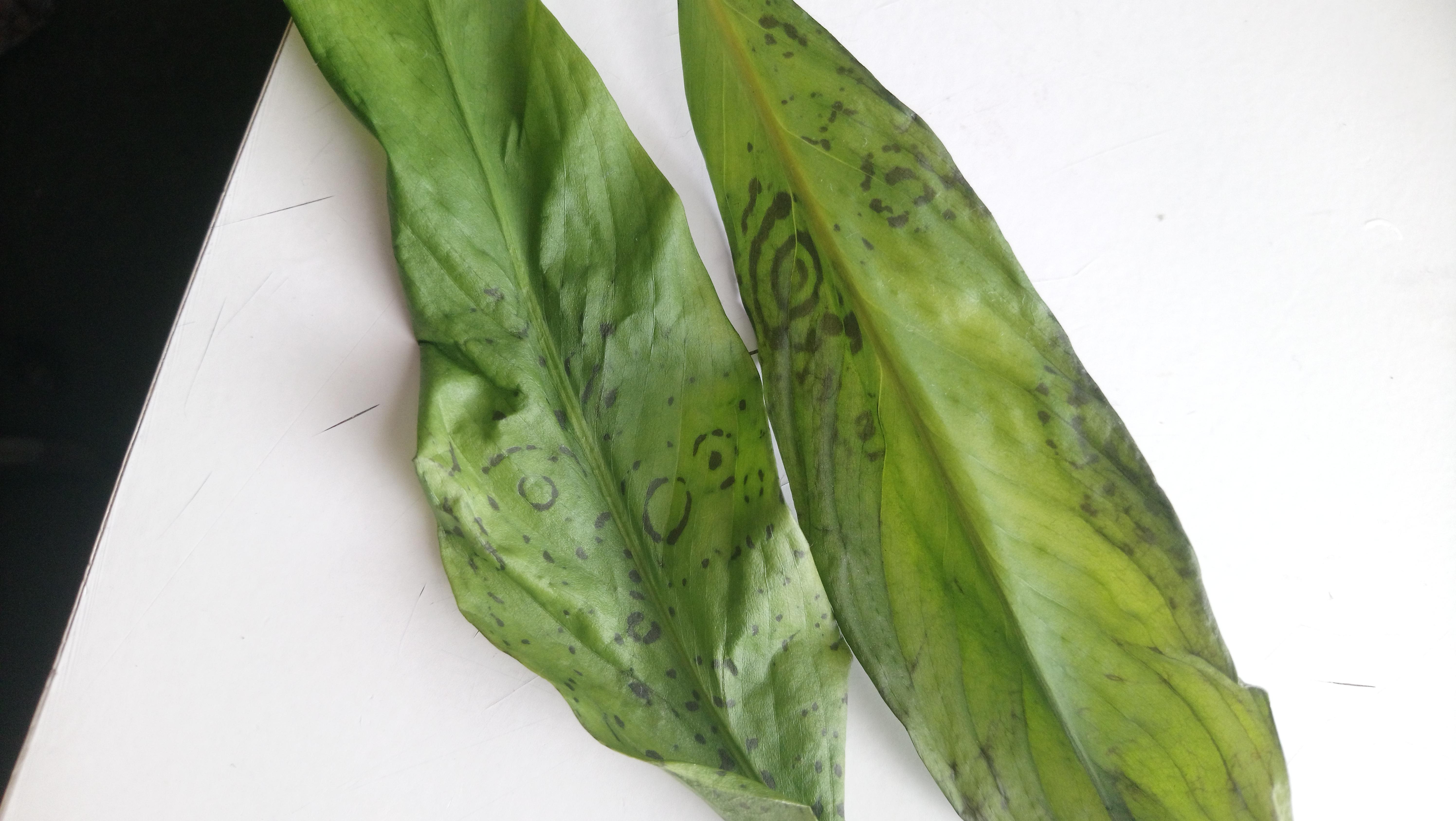 Peace Lilly was left unwatered for three weeks! Managed to get her back